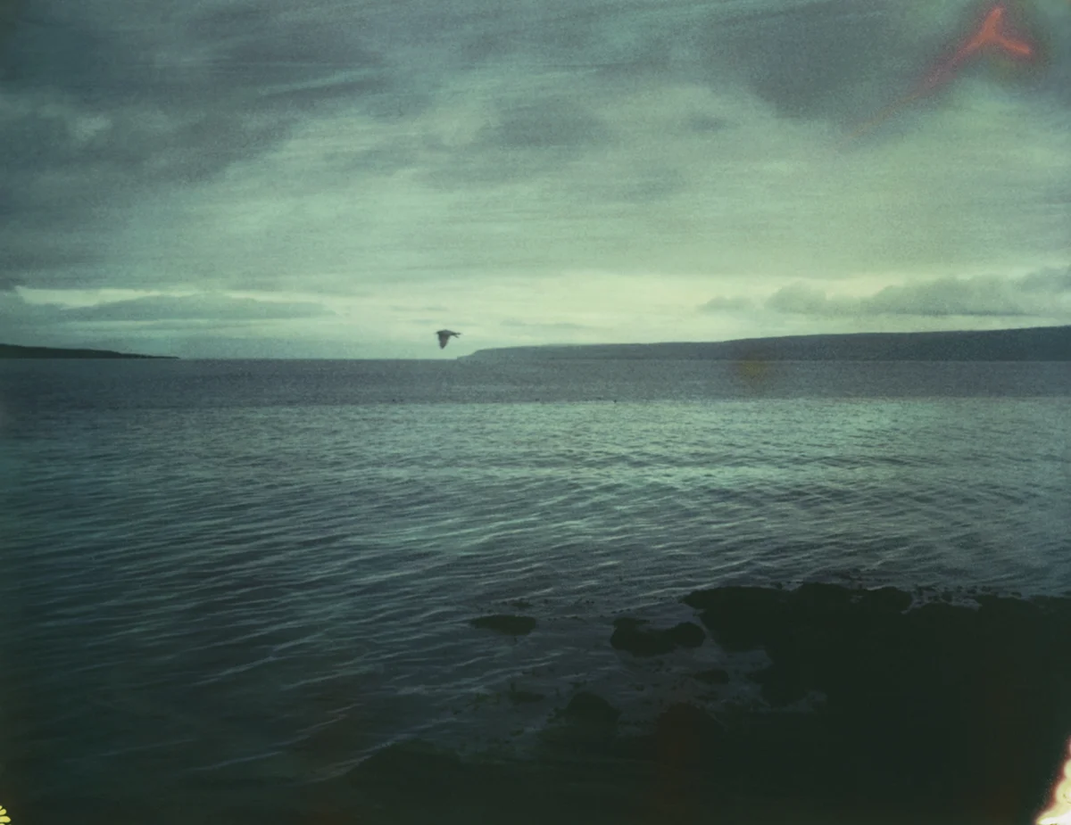 23-seagull-sm.jpg