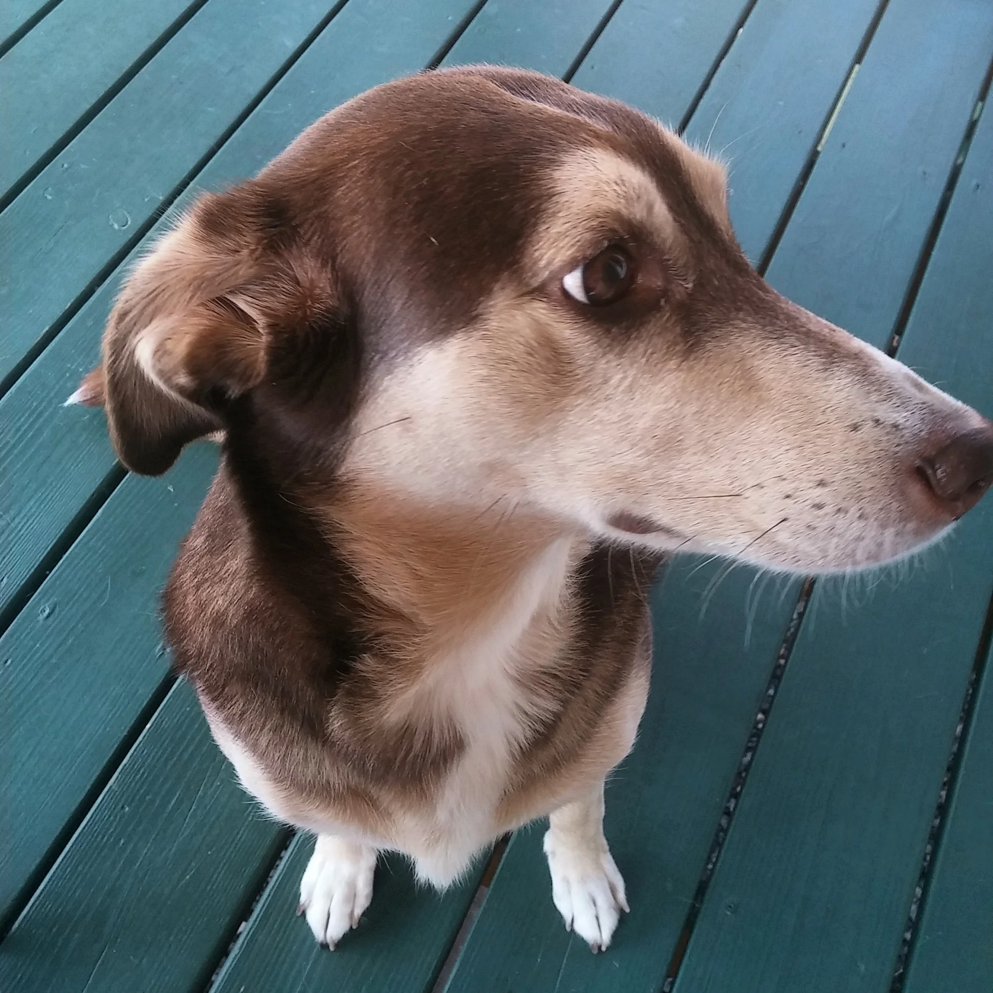Farrah Stanczak, Lab Mascot