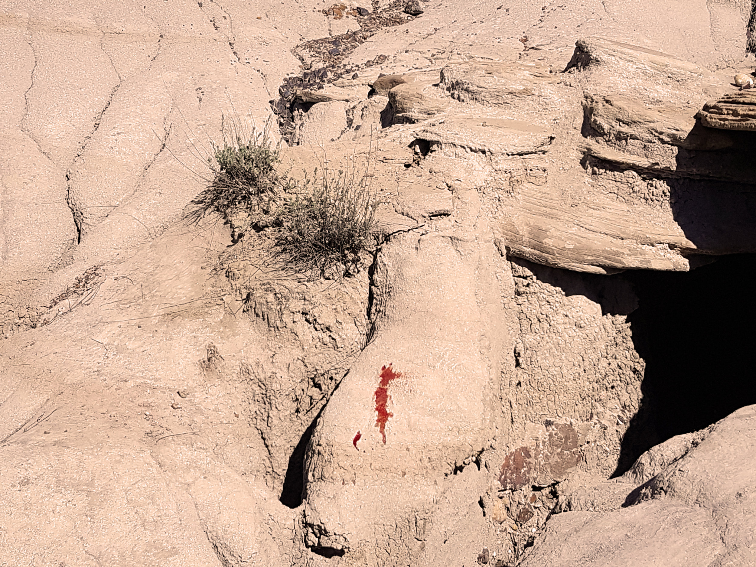 We're pretty great detectives to be honest. The blood trail led us to this little cavern where we were able to get the bear out and transport it back to our camp.