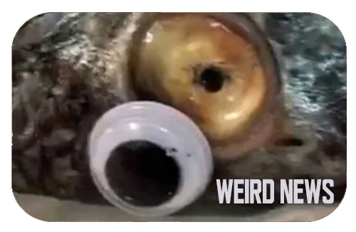 fish.jpg