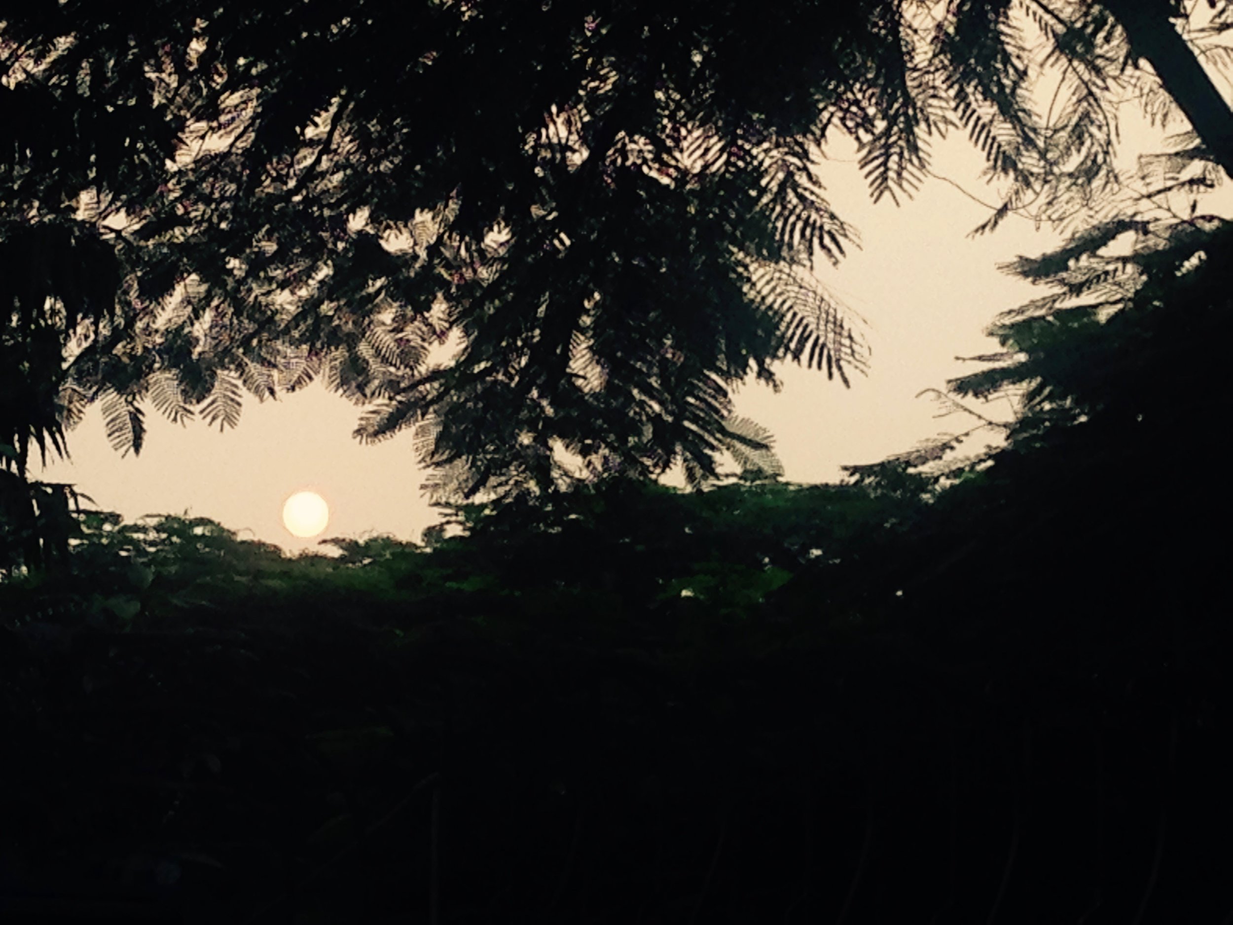 We took a rickshaw to the Lotus Temple, only to find out that the last visit ends at 5p. We did however see the sun shine through a clearing of leaves, radiating this glowing hot orange as it set for the day.
