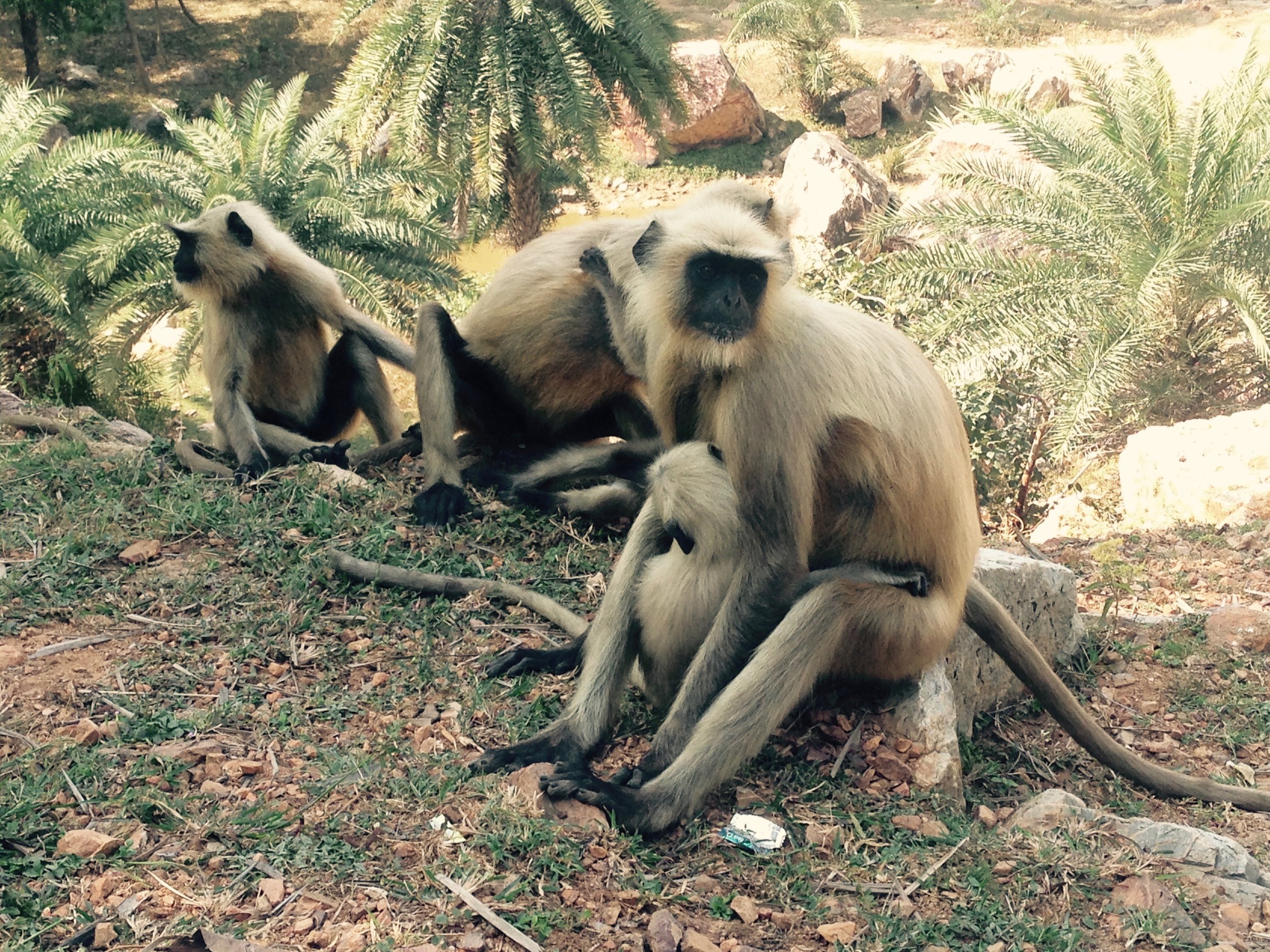 Langor monkeys chilling hillside by the cave -- so much tamer than the macaque breed from the Monkey Temple