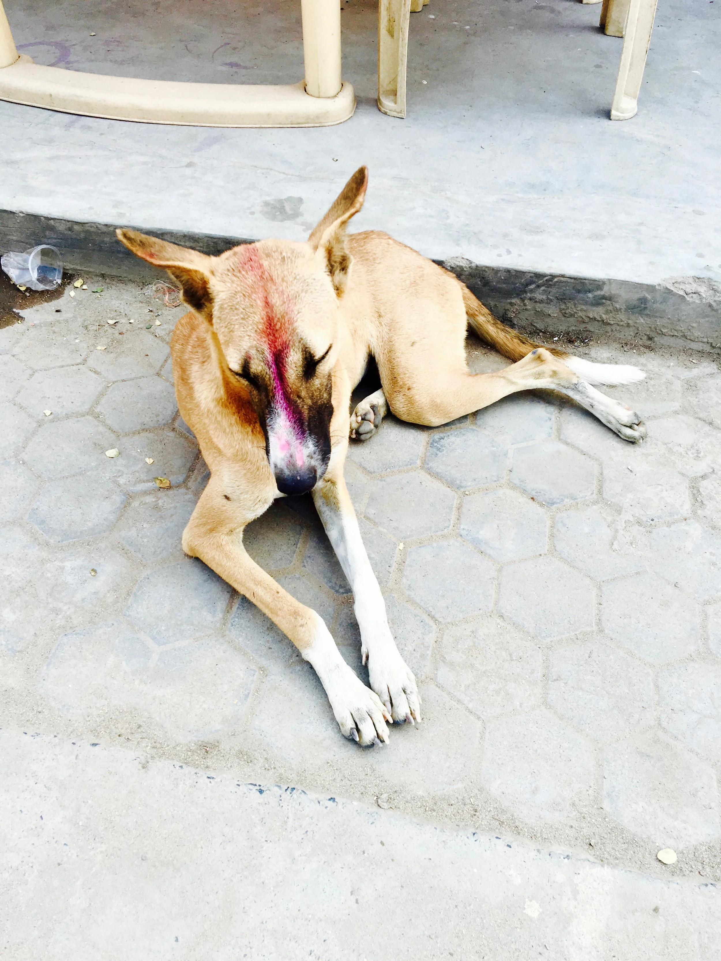 The spirituality in Bodh Gaya is turned up a notch, even with the dogs!
