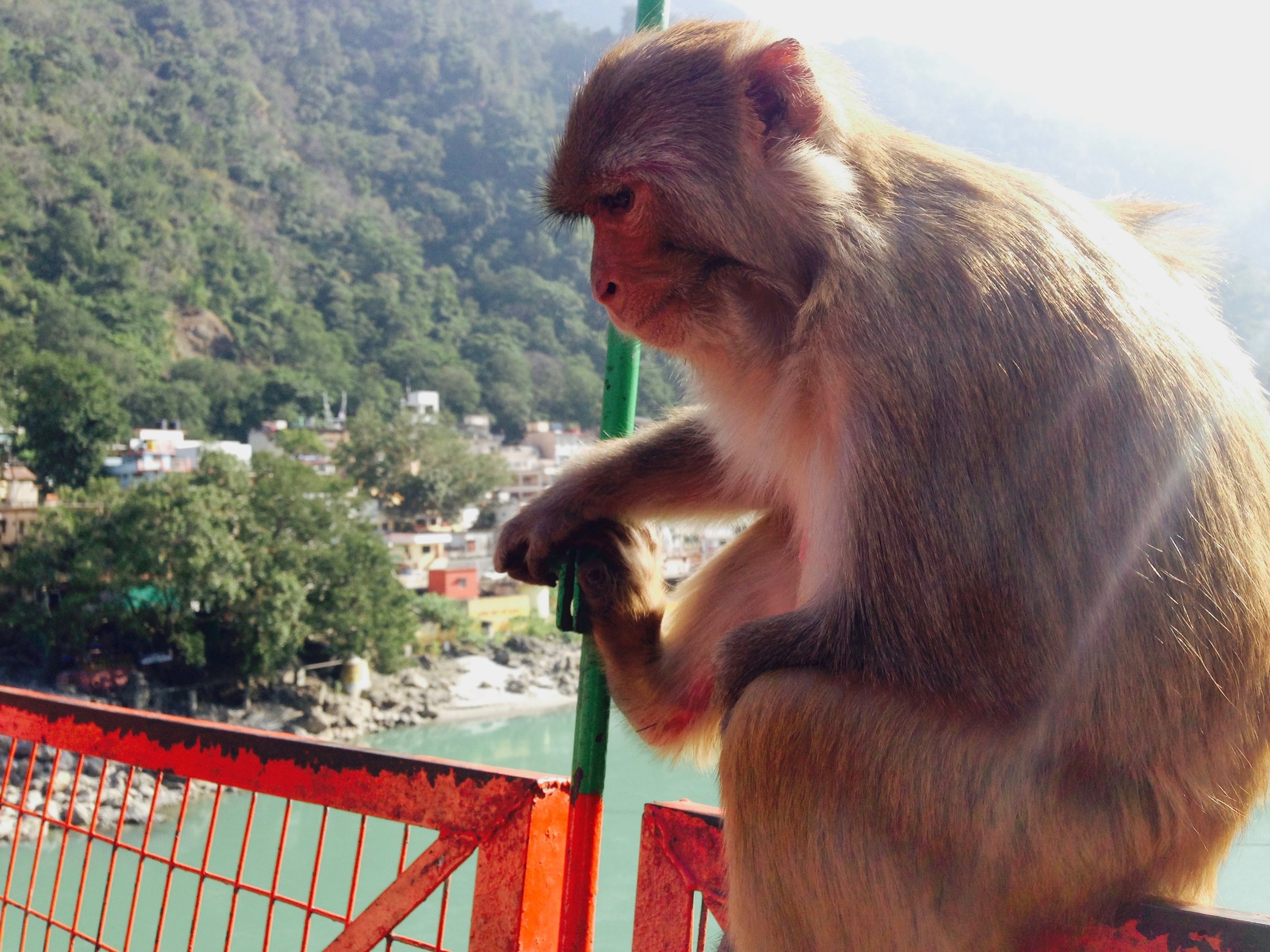 Monkey on a bridge -- maybe in deep thought, maybe not.