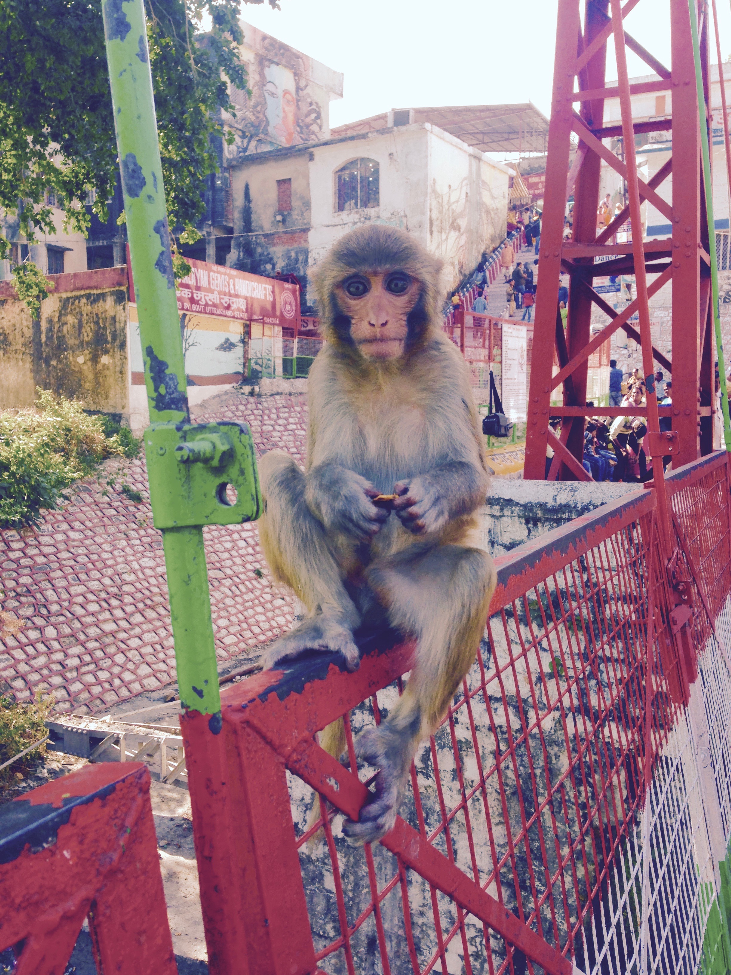 Monkey thinks my phone is food. He's about to growl his teeth at me.