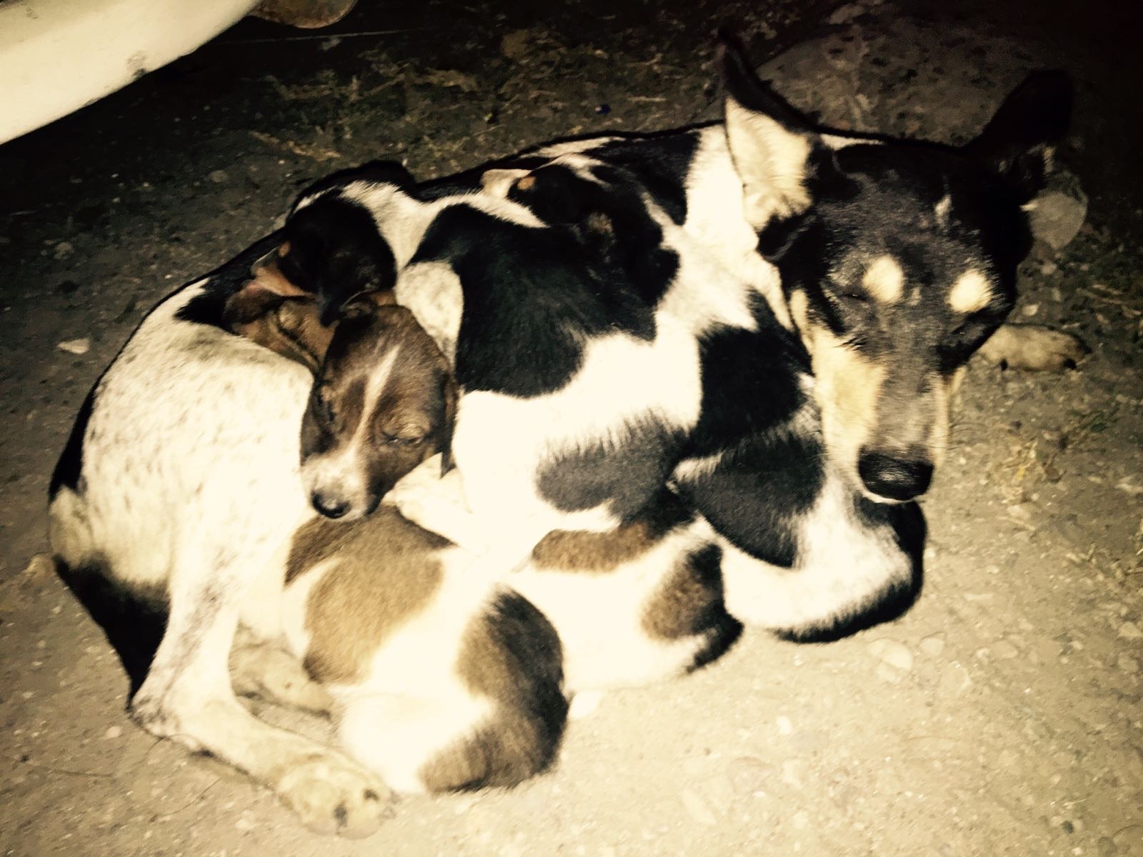 Indian cuddle puddle outside our hostel