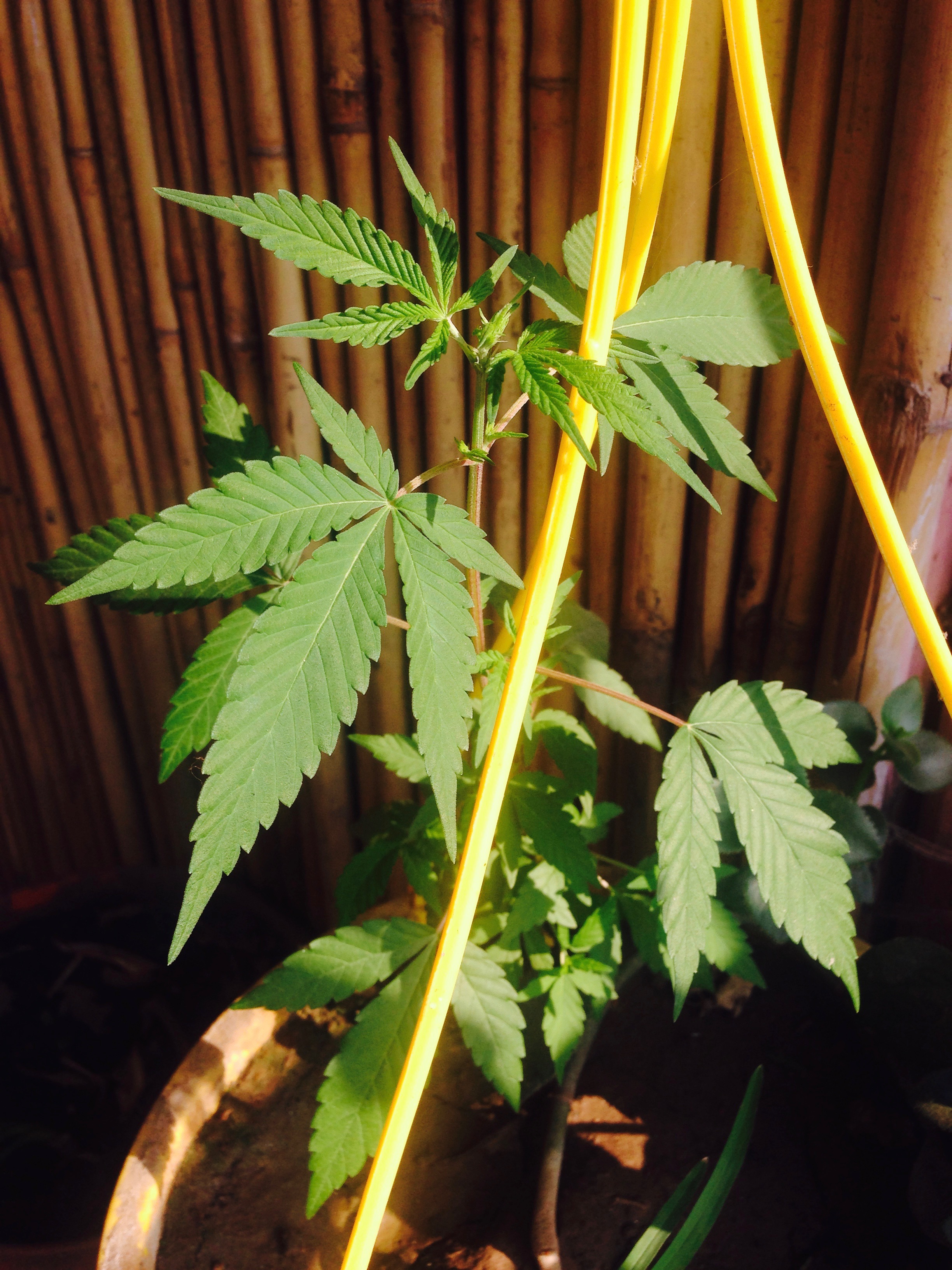 Does it surprise you that a place called Free Spirit Cafe is growing its very own marijuana plant?