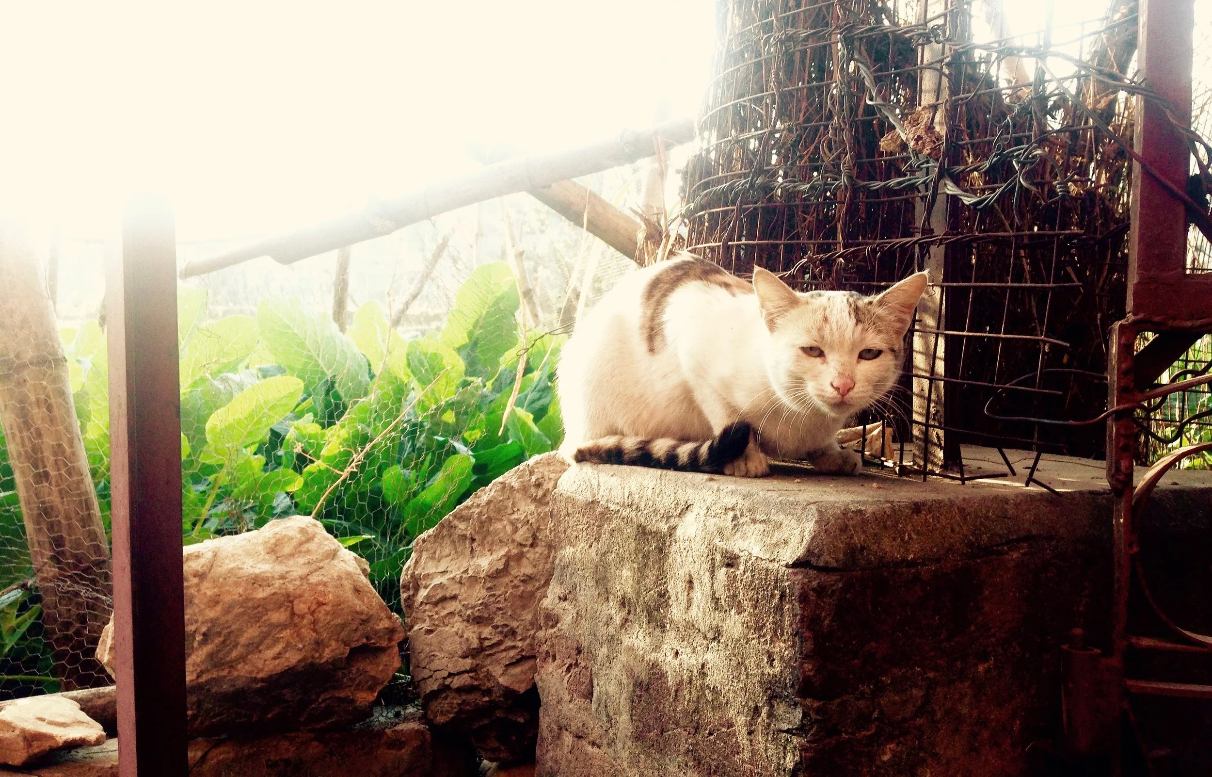 Sun bathing at Ramana's