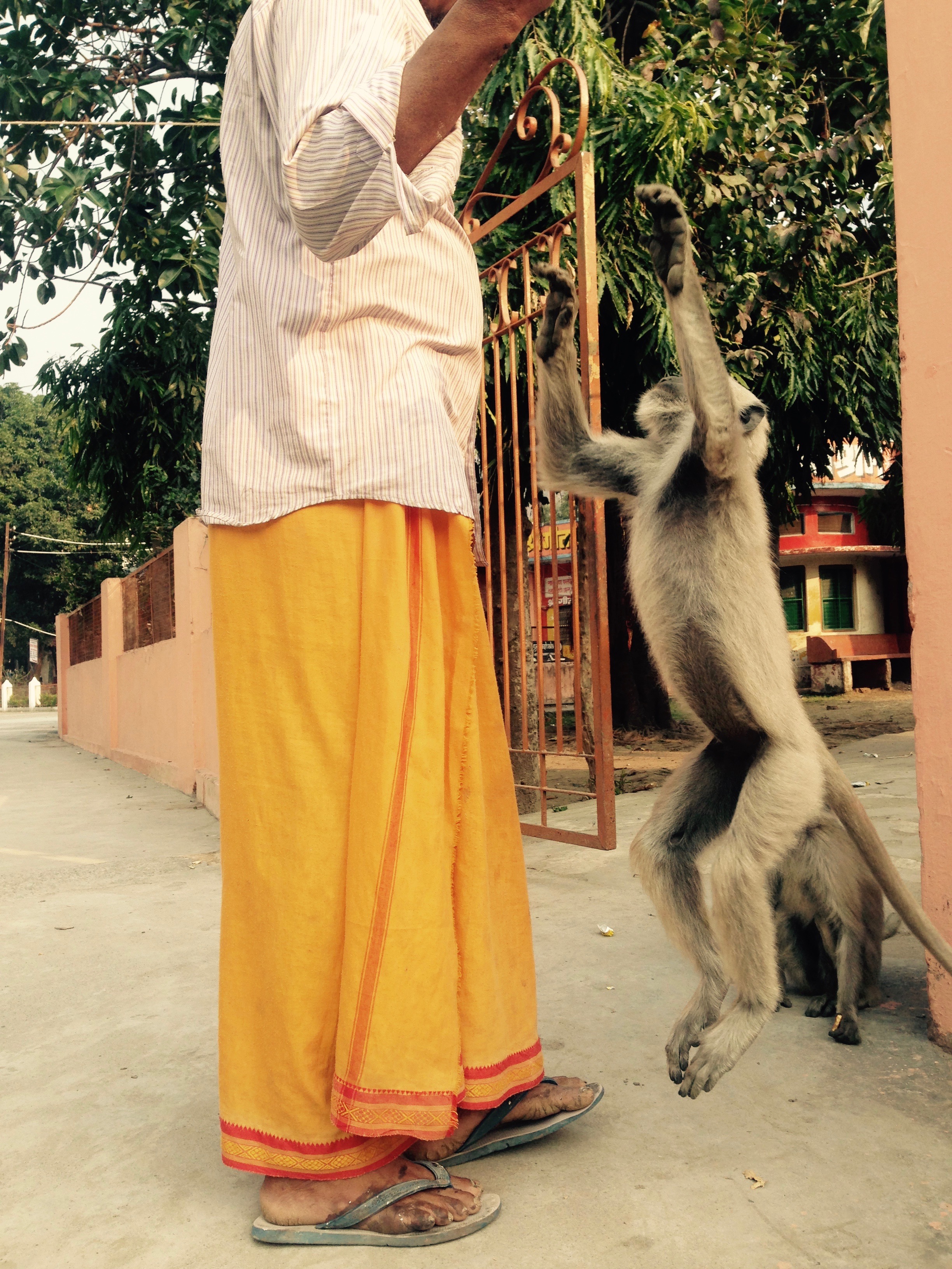Ashram baba treating a languor to some biscuits. Naturally, I had to stop and watch.