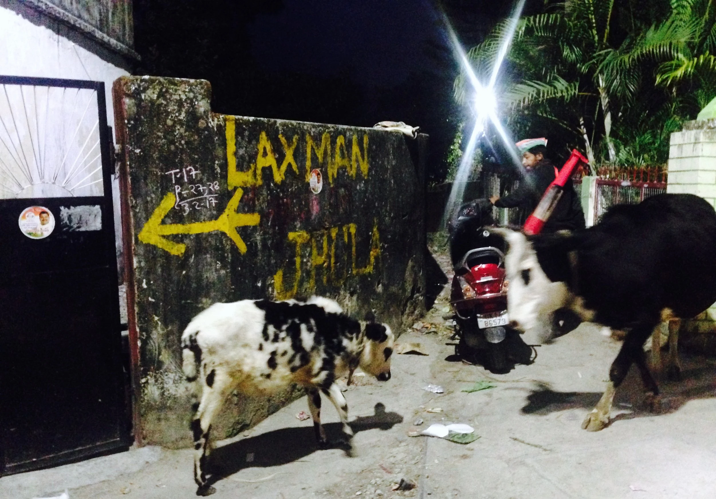 Baby cow and mama taking a nighttime stroll through one of my favorite paths in Tapovan
