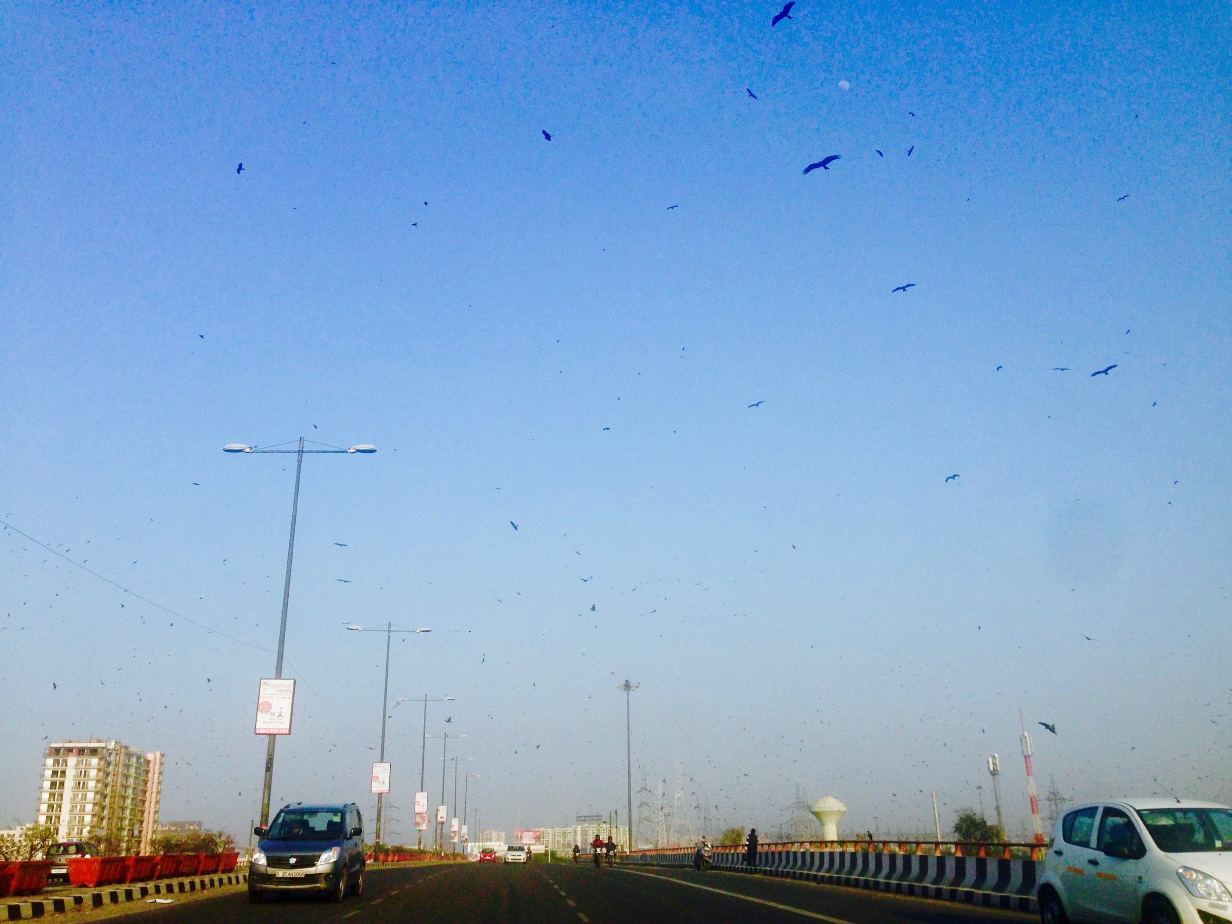 En route to the airport in Delhi, driving through a giant mass of birds (possible foreshadowing of what's to come in Bali?)