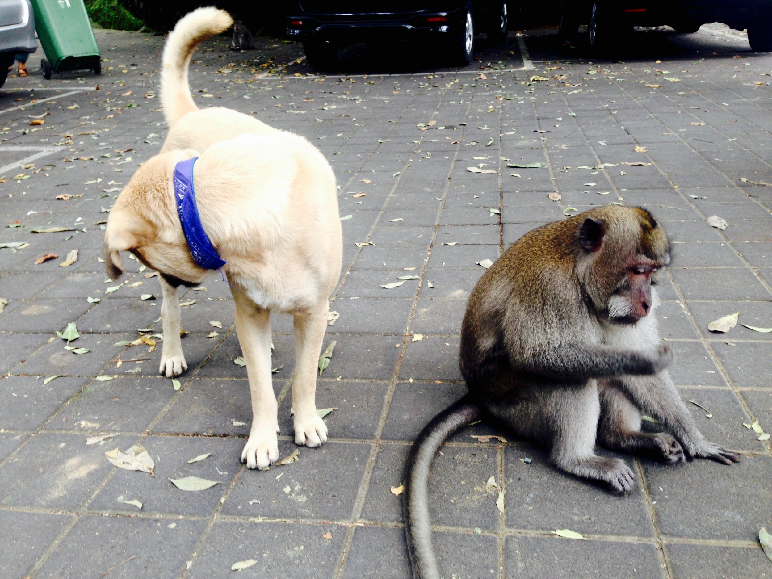 Walking past the Monkey Sanctuary and spotted a friendship forming...