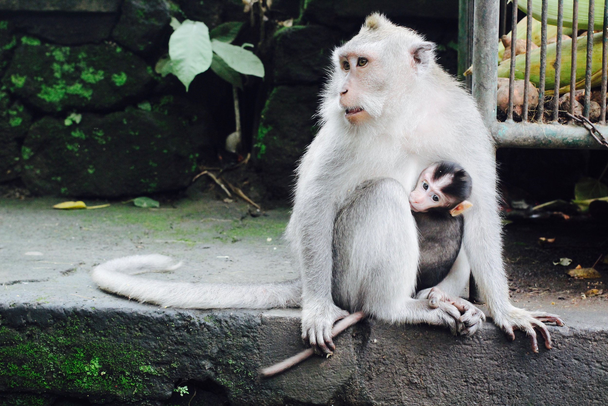 Babies stay with their mommas for 10 months before they separate and begin to self-feed independently
