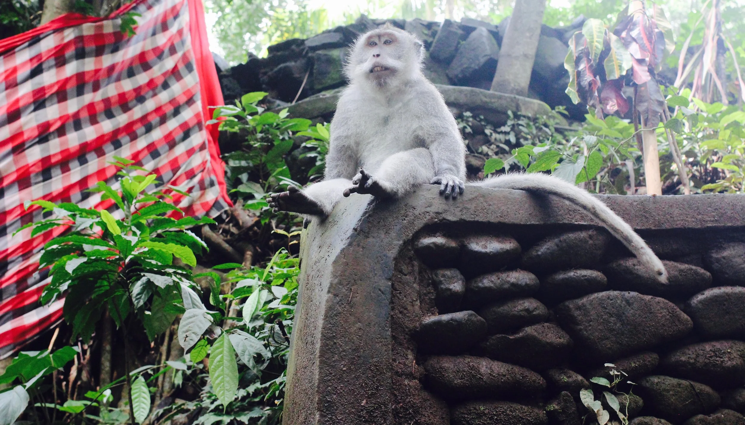 I can't seem to read the emotion on this monkey's face, but I crack up every time I see this.