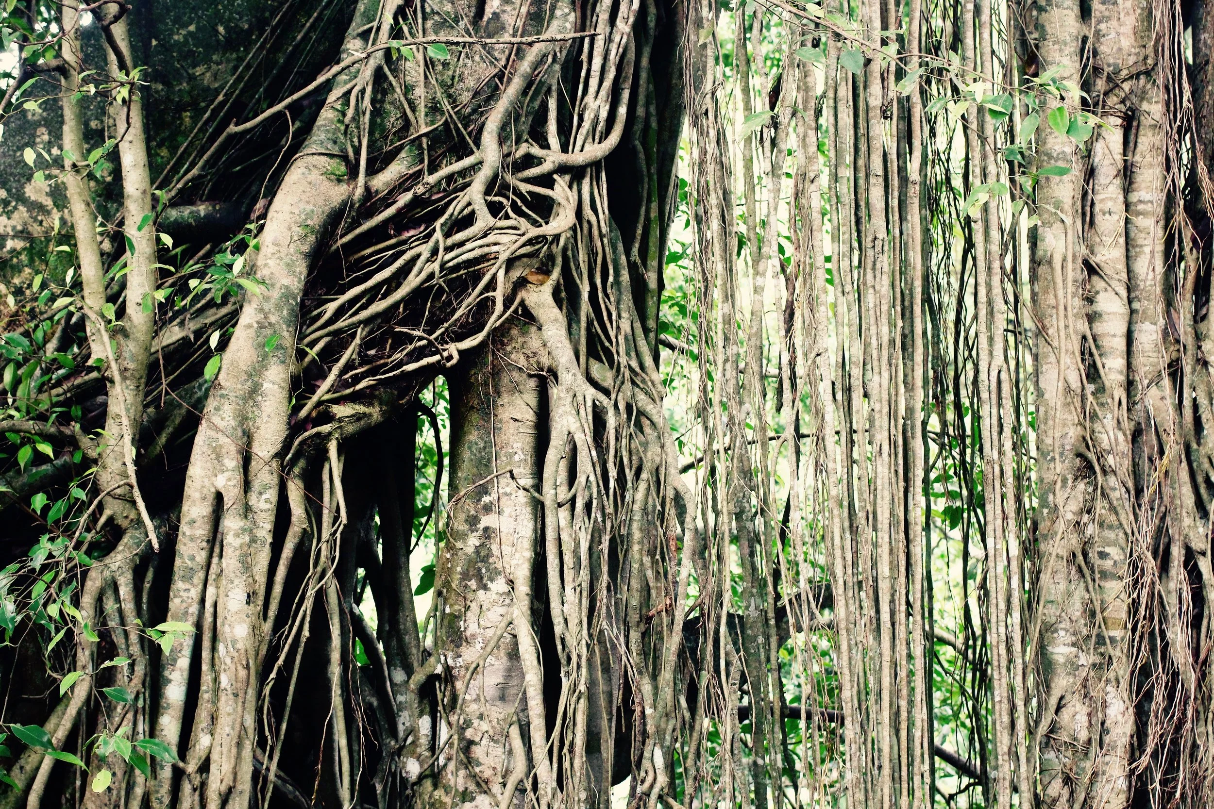 These monkeys have no reason to venture outside their natural habitat, see why?