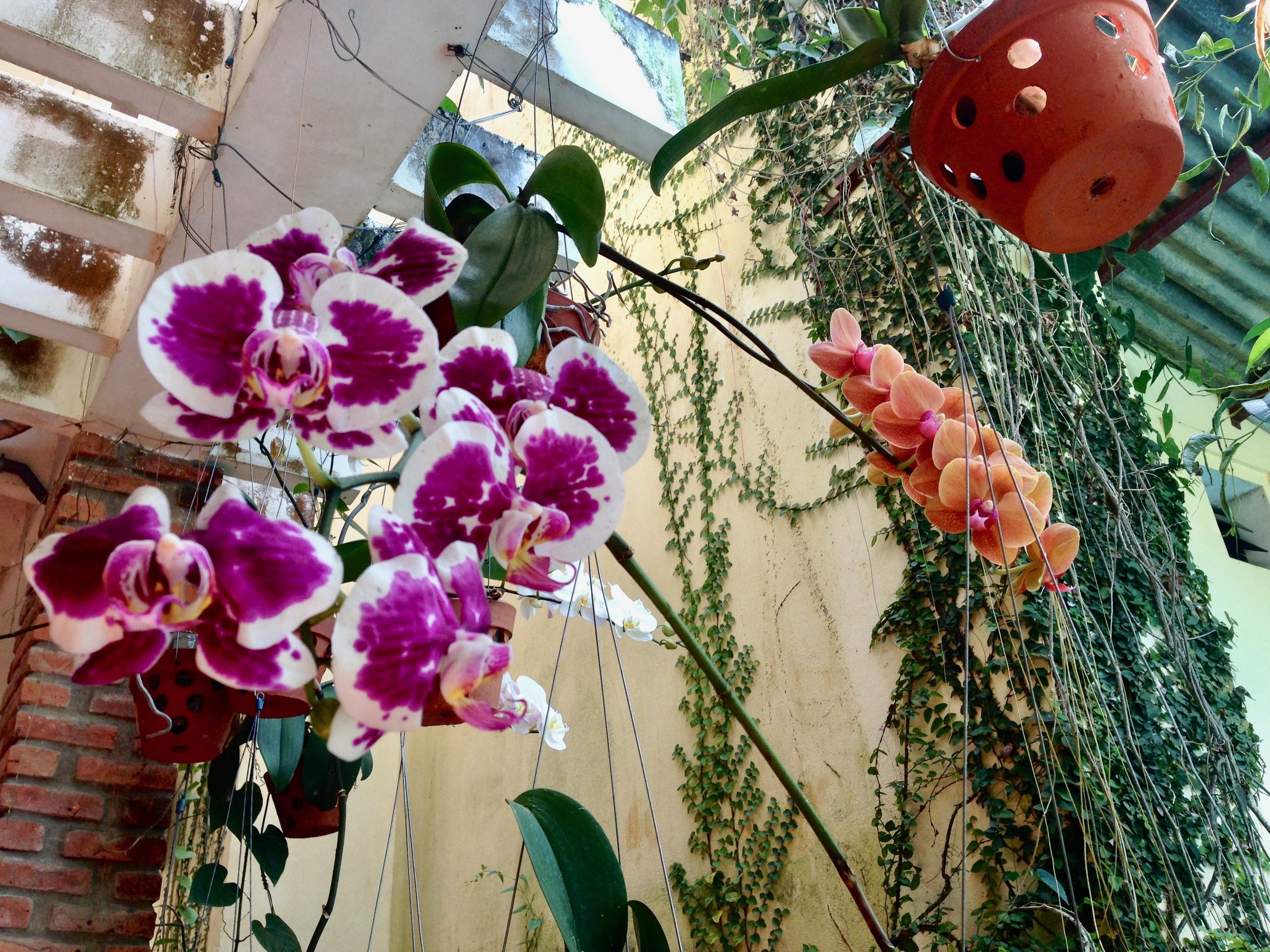 If you want to be showered in the most beautiful orchids in Hoi An, go to Hoi An Orchid Garden Villa - they might even cook you a delicious FREE dinner just because they're lovely like that.
