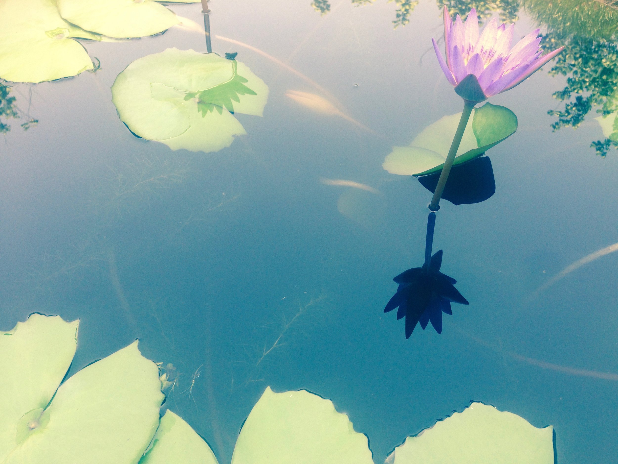 Lotus flower in bloom at what once was Thich Nhat Hanh's monastery
