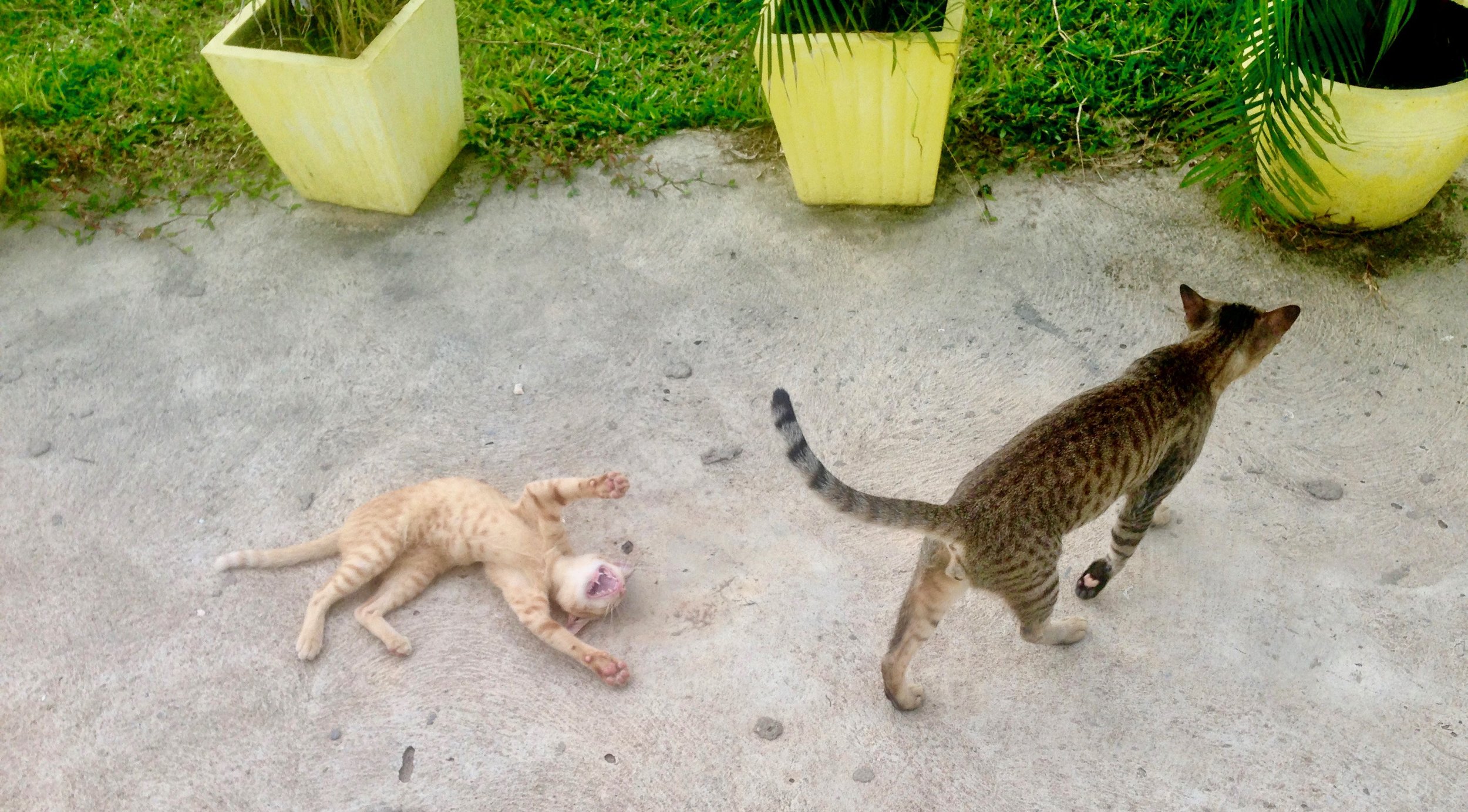 Crazy cool BOHO cats. They were either loving on you, or hunting
