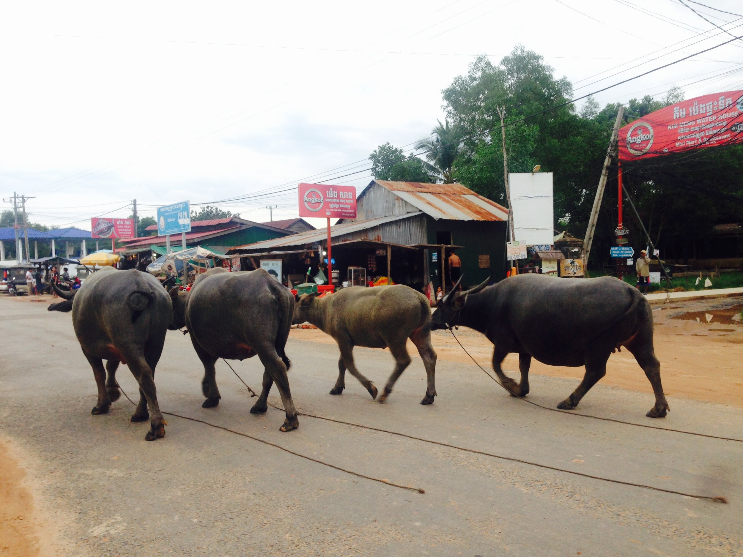 Water buffalo parading the Main Street running through Otres Village 