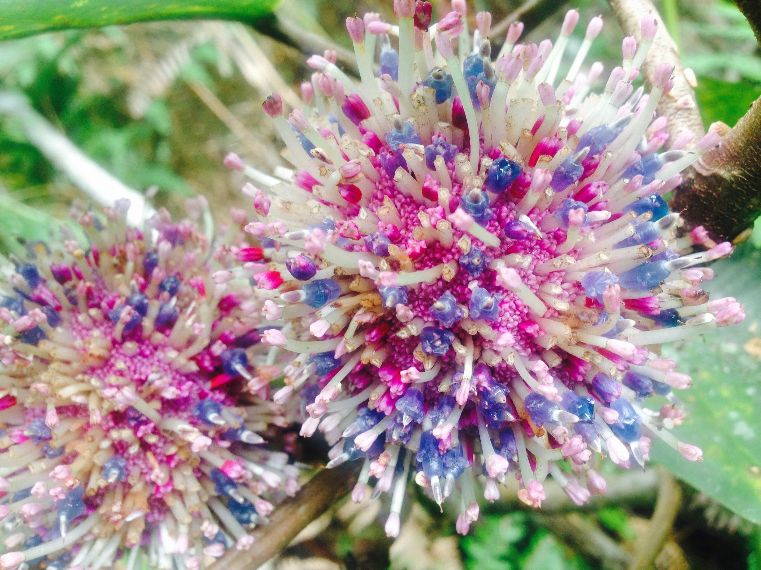 No clue what this beauty is, so holler at me if you know