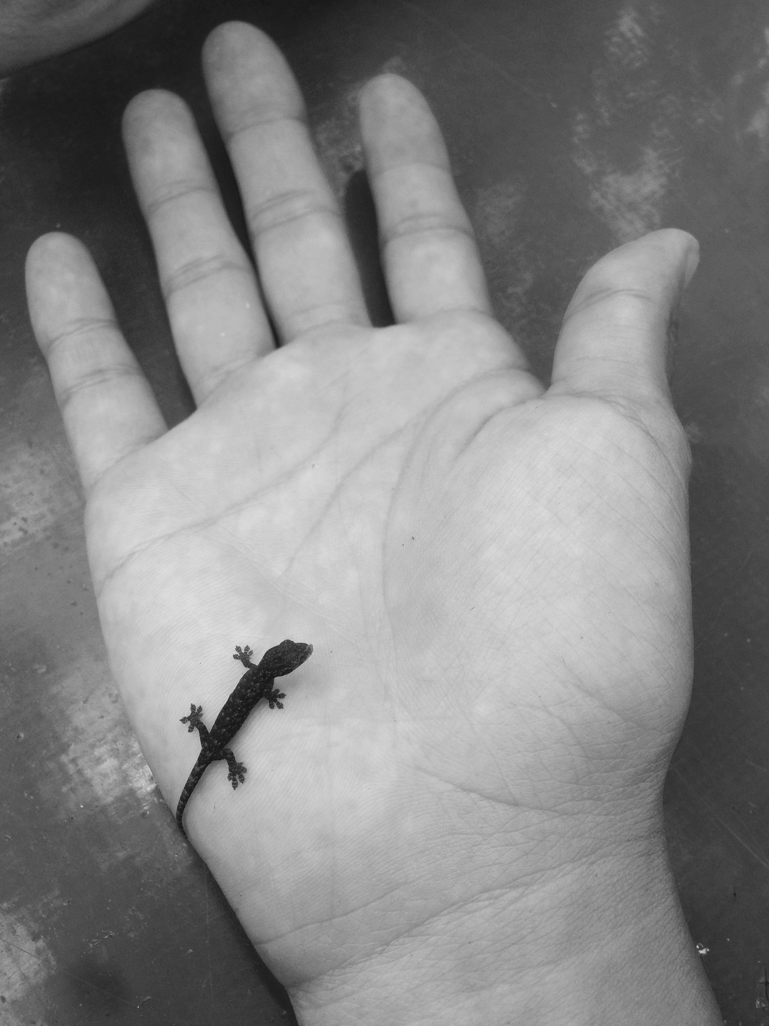 Hey there baby gecko!
