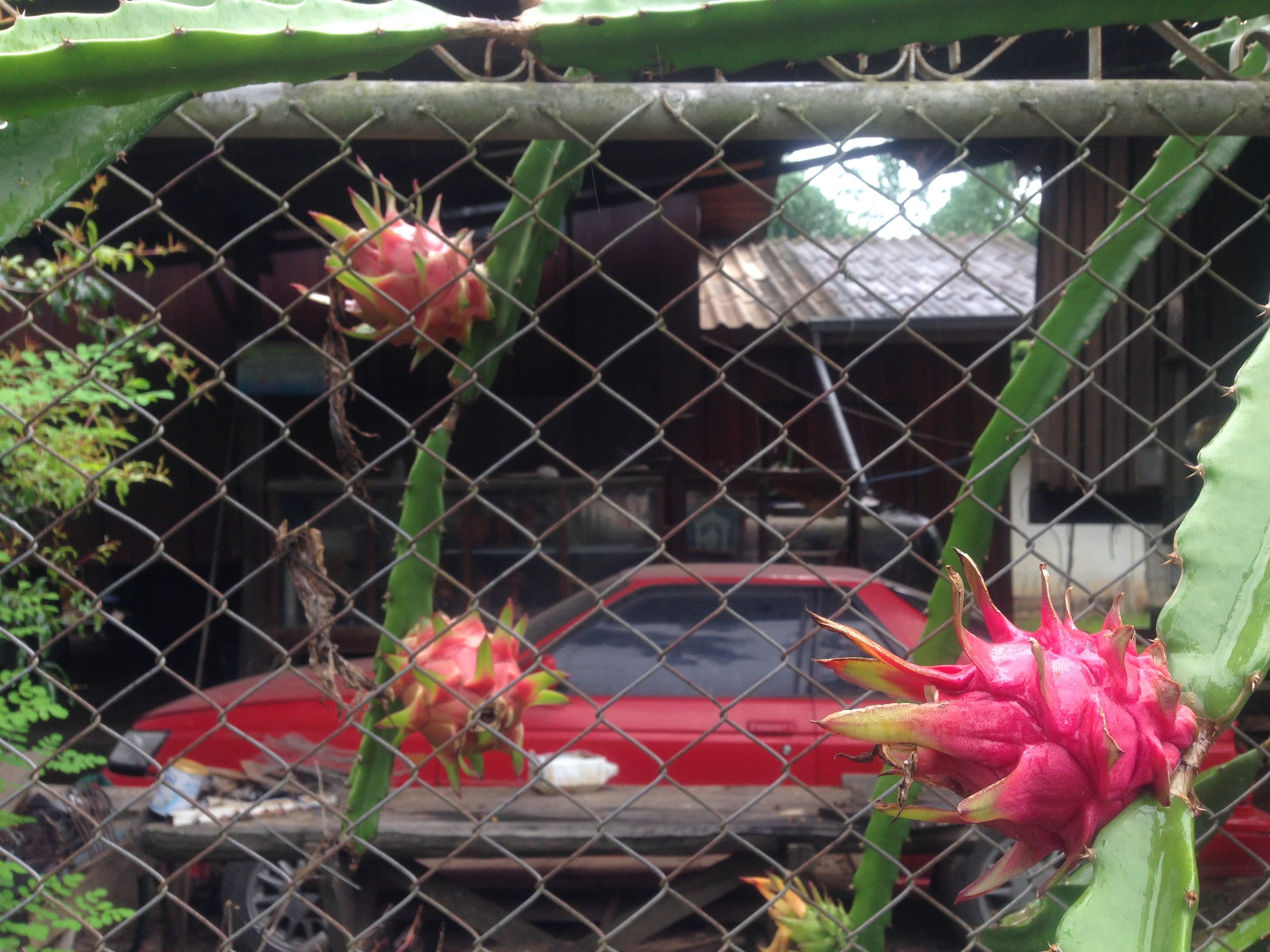 Ever wonder where dragon fruit comes from? Now you know!