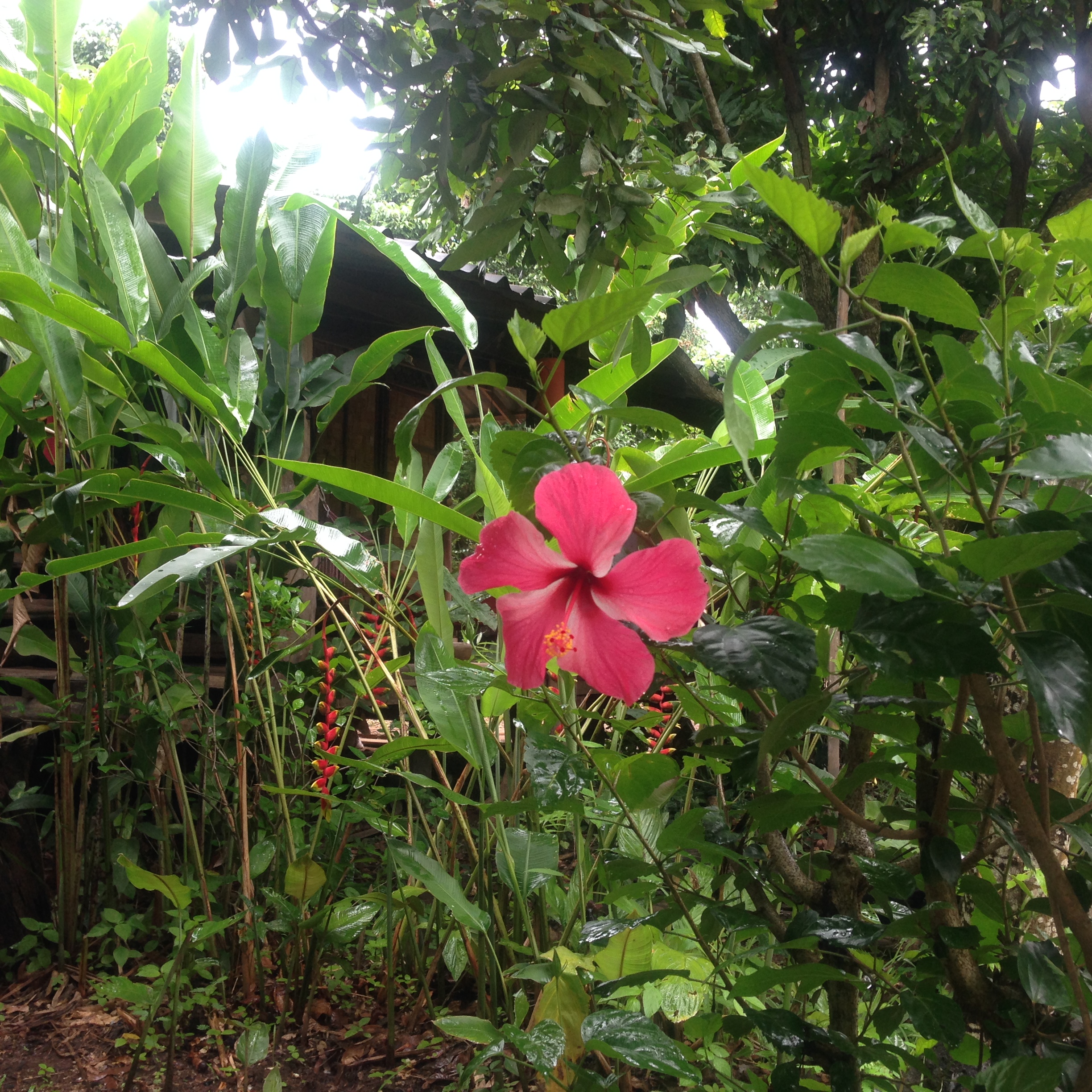 Pretty little thing at Pun Pun, a farm in Northern Thailand + neighbor to Panya Project 