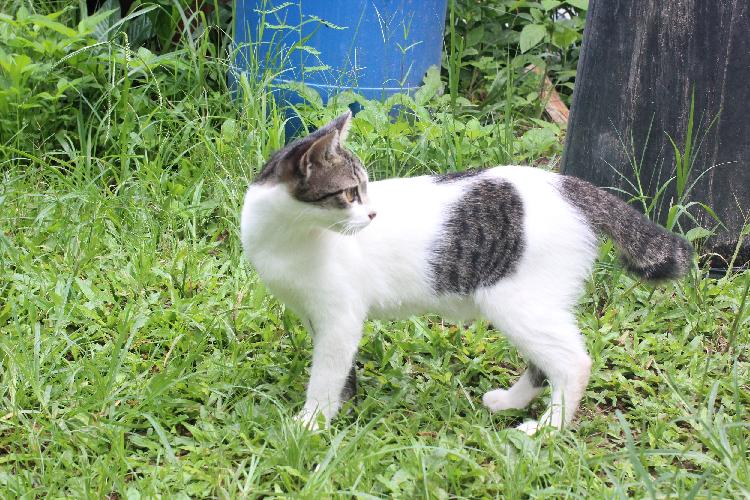 Shy, the other Panya cat. I didn't see her around much. Guess her name explains it.