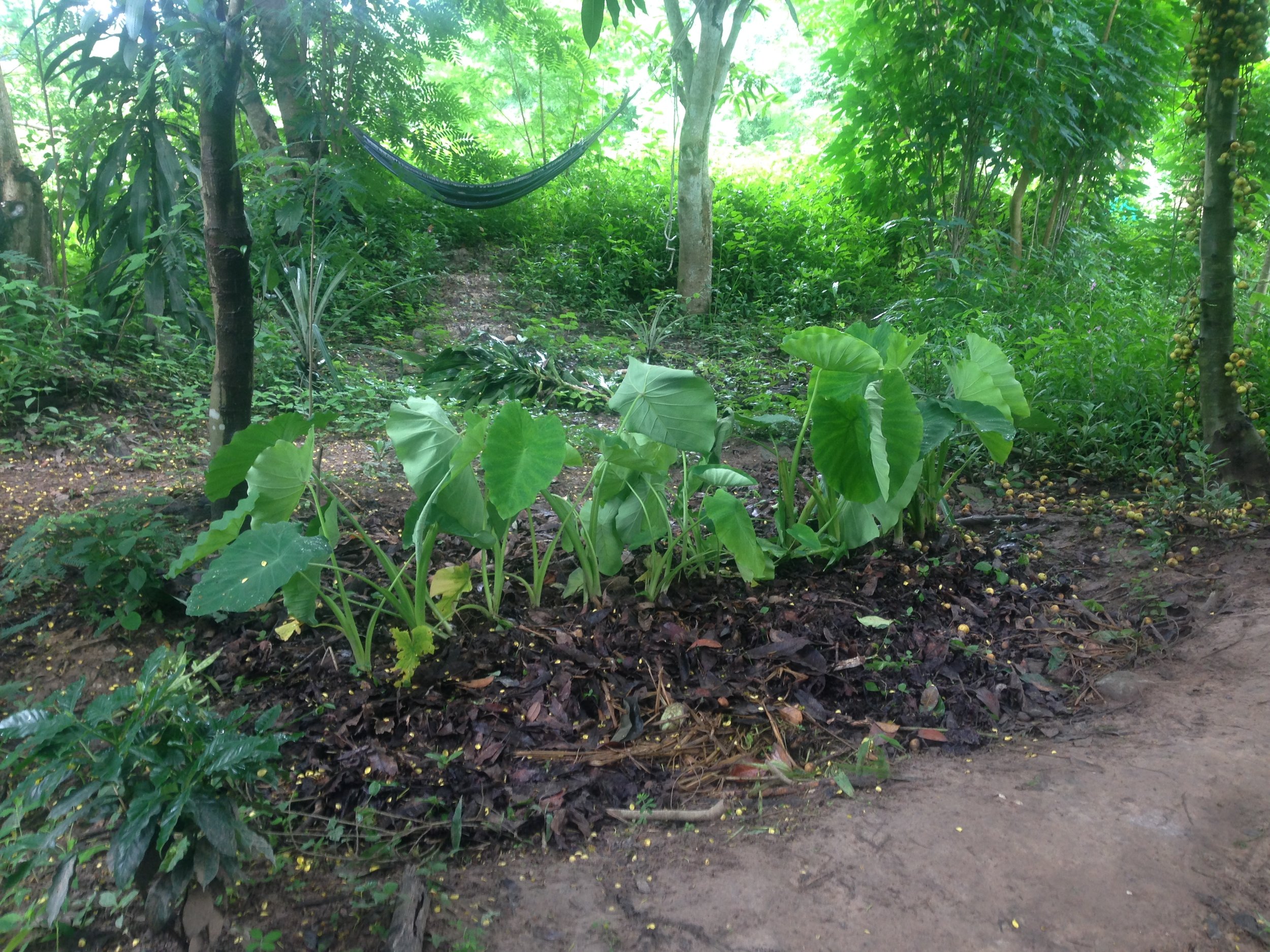 Hooglecultures are a form of composting, good for holding moisture, building fertility, and maximizing surface volume. They make great spaces for growing fruit, vegetables and herbs.