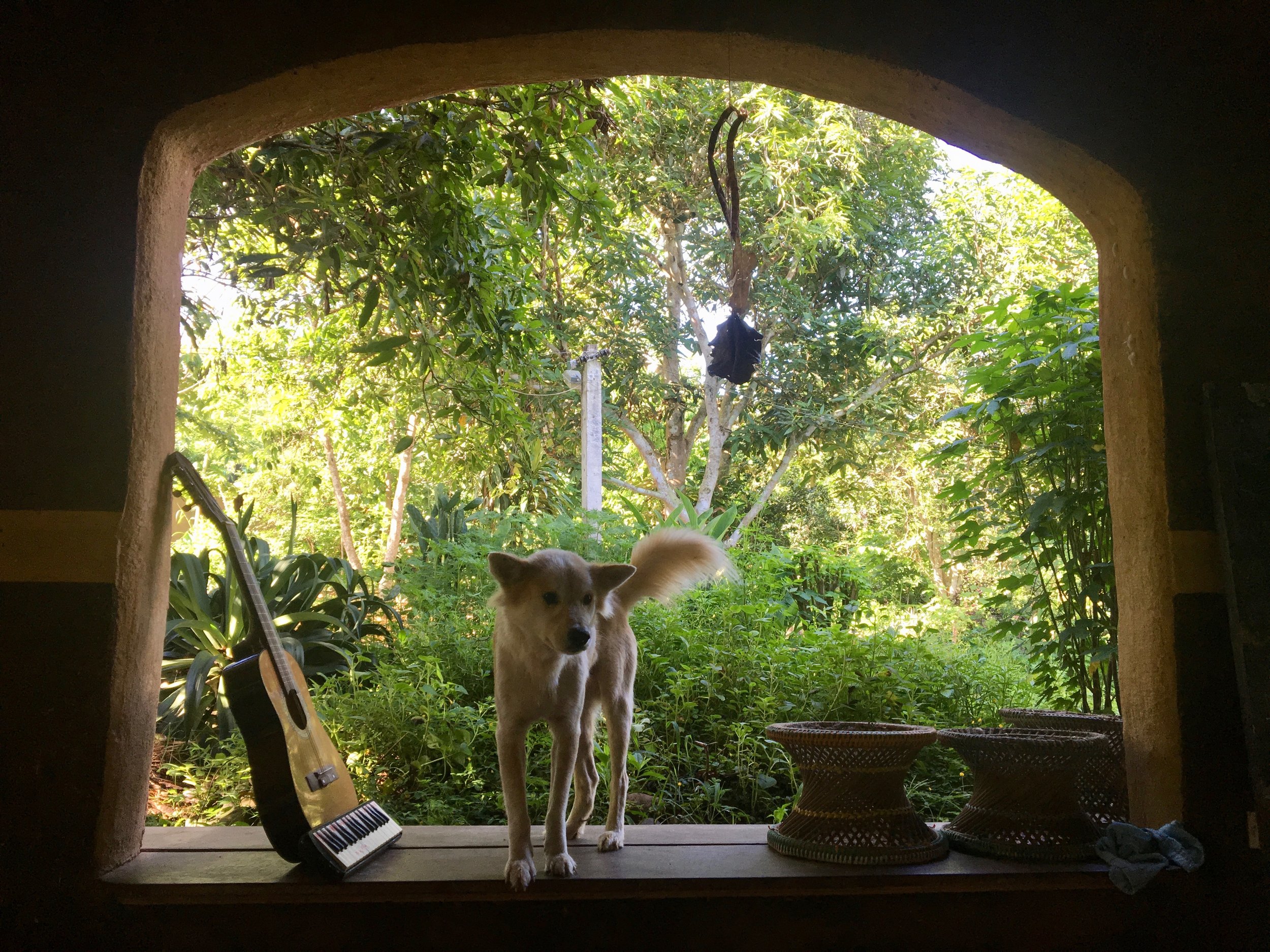 Foxy, the Panya house dog, likes to jam too