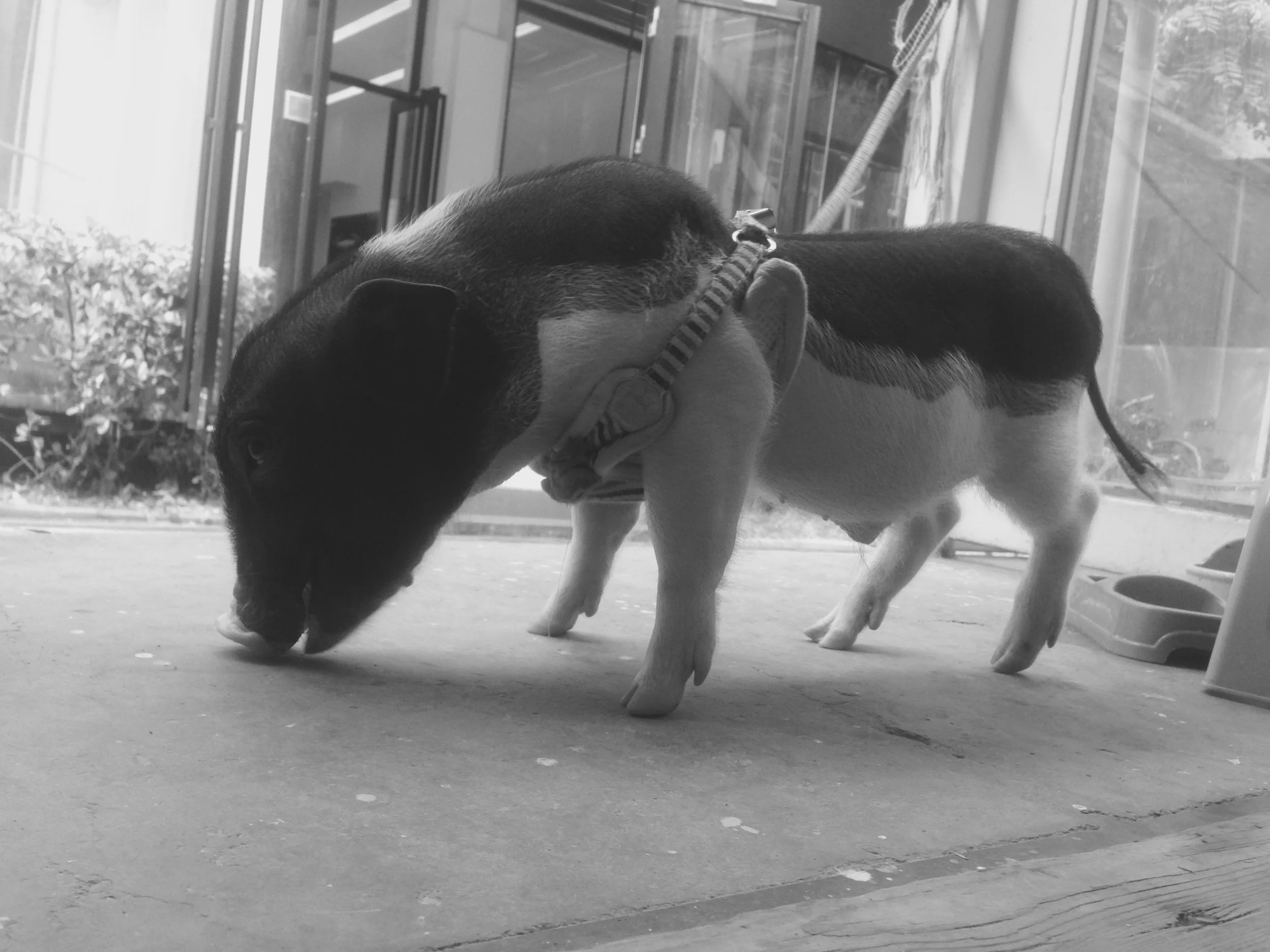 BA JIE! My favorite Chinese pig of all time. We stumbled on this furry friend while walking through a small alley of design shops and clothing boutiques. He's named after a character in an old Chinese TV series about a flying monkey who causes trouble but also saves the world with his team of fearless friends, including his friend BA JIE, also a pig. This particular BA JIE is the mascot of a clothing store and sleeps in a tent at night. He has a highly animated tail and his mouth naturally defaults to a smile. I visited him a total of three times over two days <3