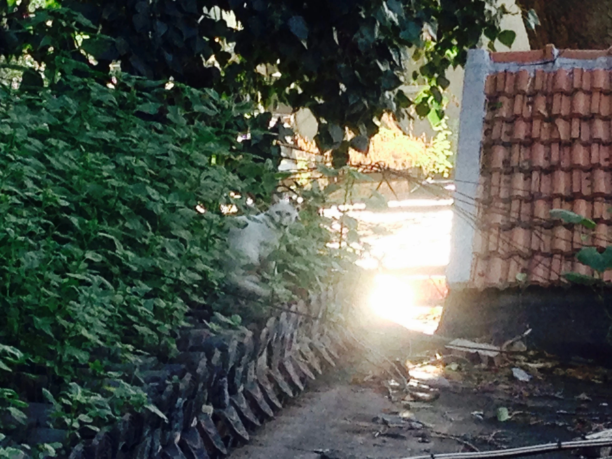 Alley cat lurking in the distance, watching me curiously do yoga from afar
