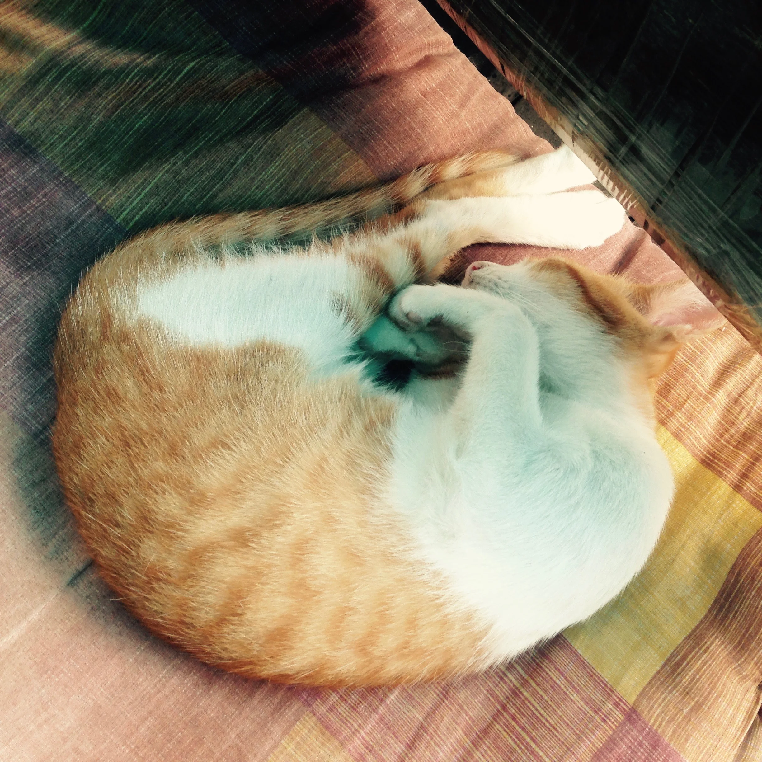 I swear, she never grows. Little friend at Peppermaint Cafe being cuddly as always