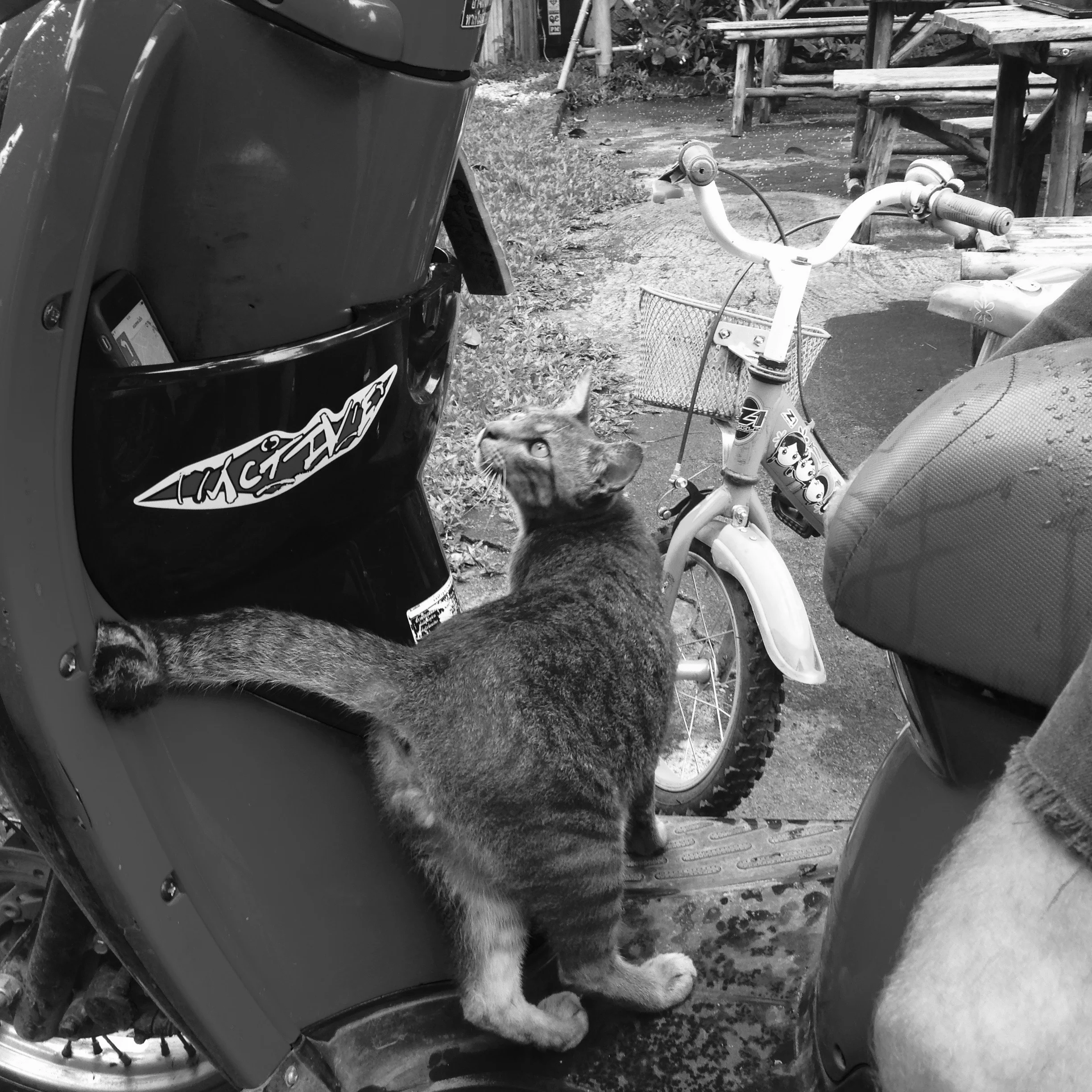 Cats just wanna have fun