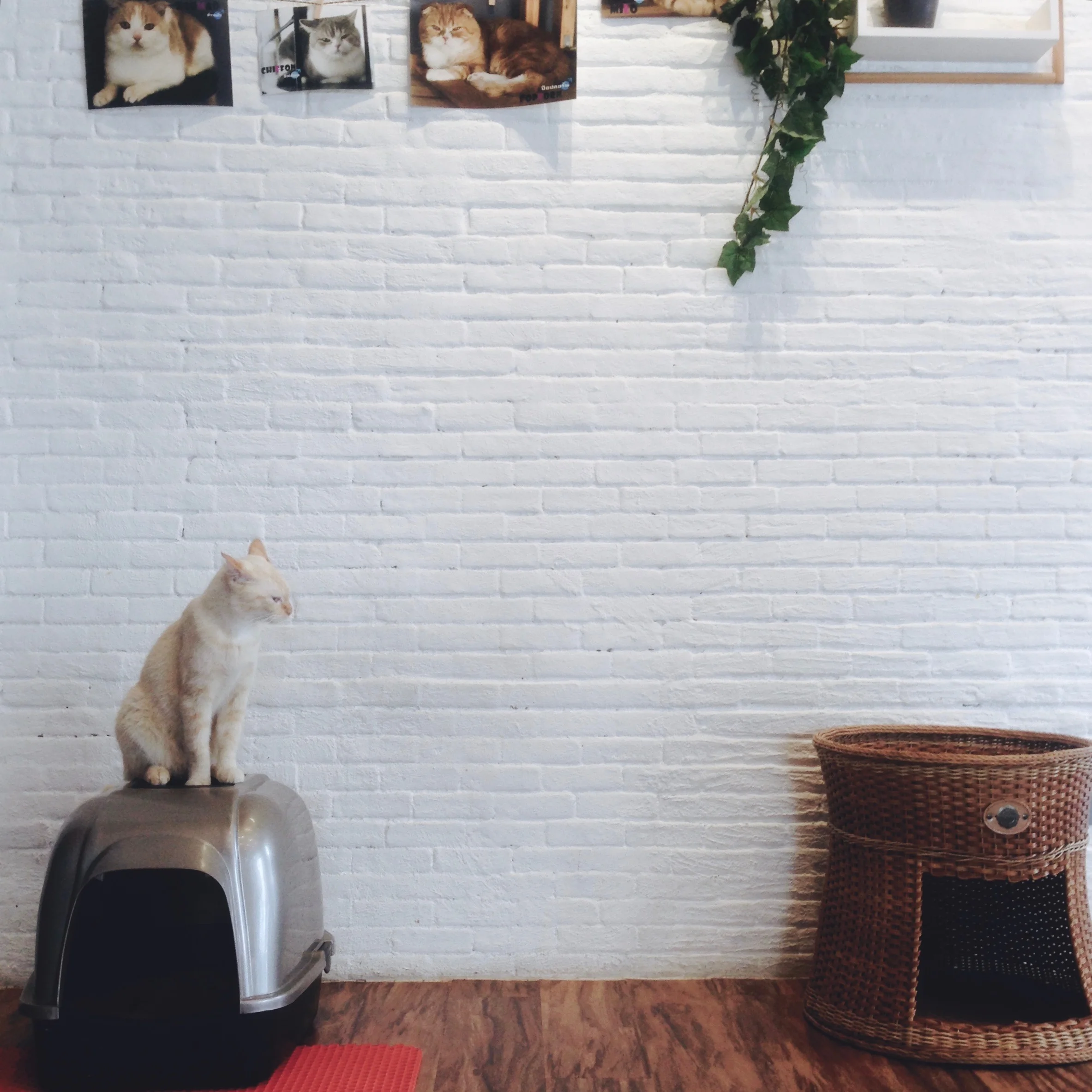 Onwards to the Cat Cafe!