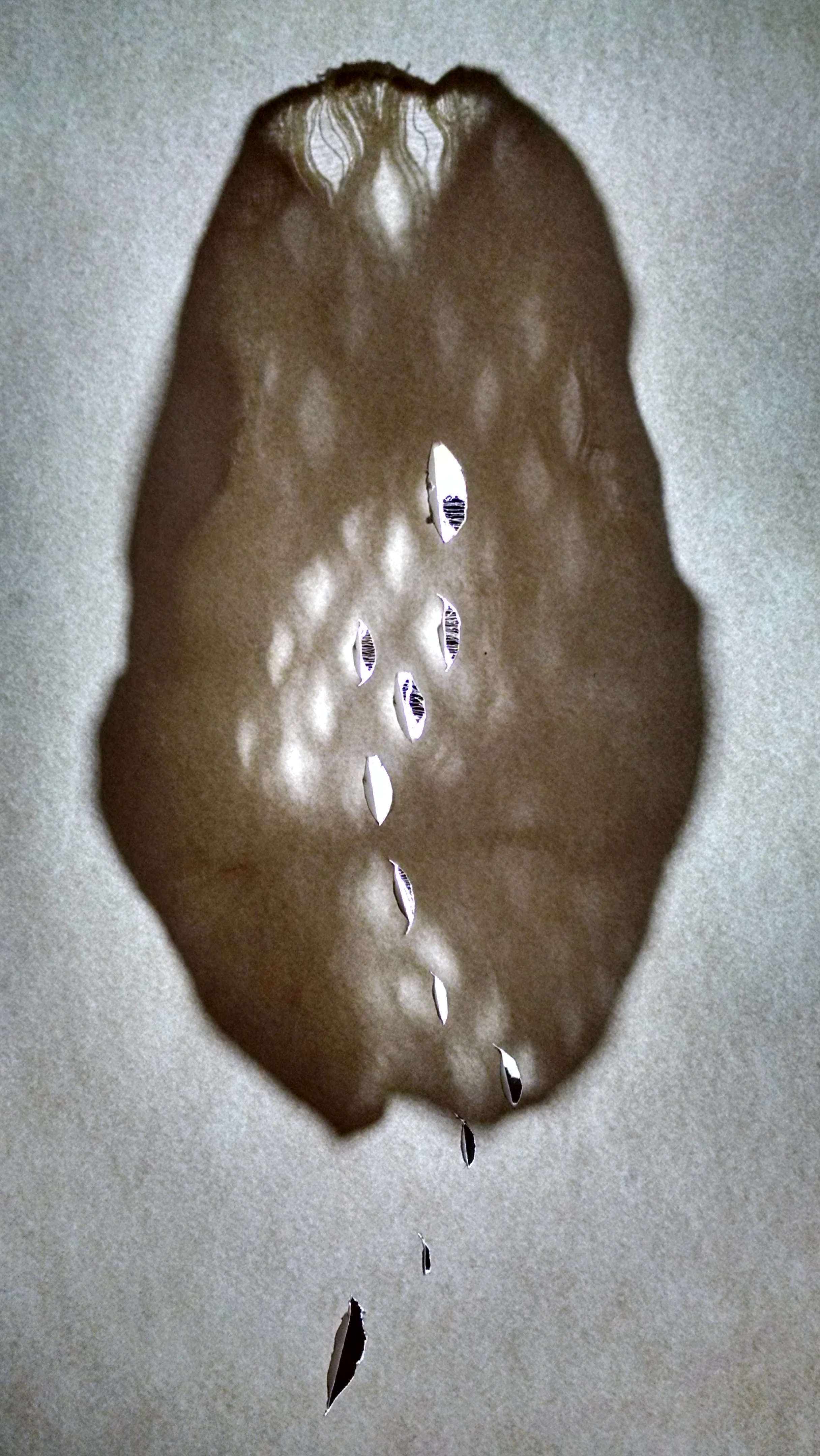 "Lung". Digital photograph. 2016.