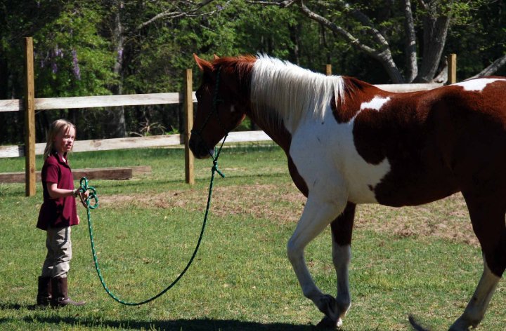 horse training 2.jpg