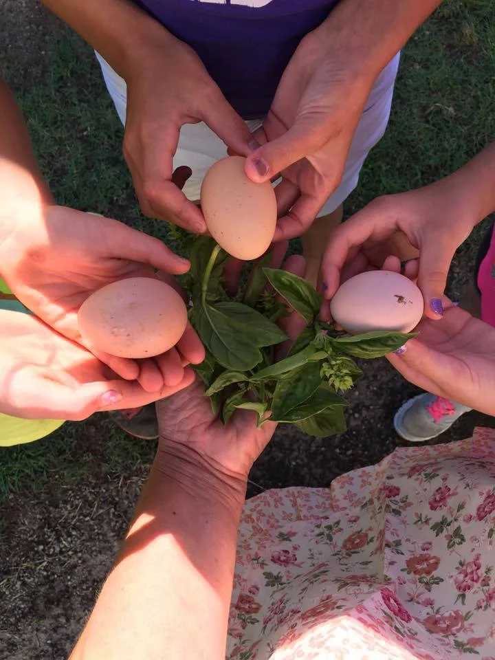 eggs.jpg
