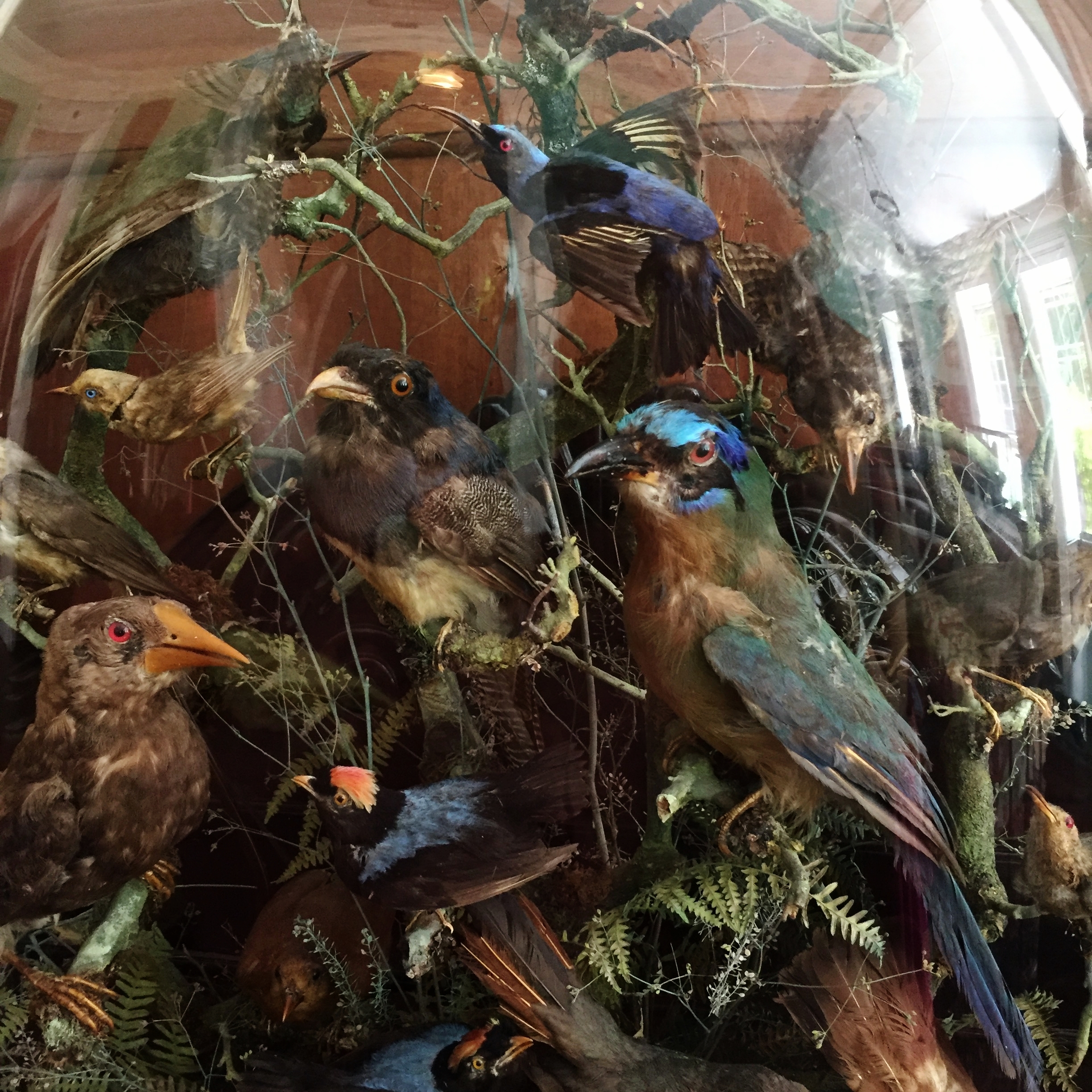 Taxidermy anyone? Sadly, half of these little guys can't be identified today because they are extinct.