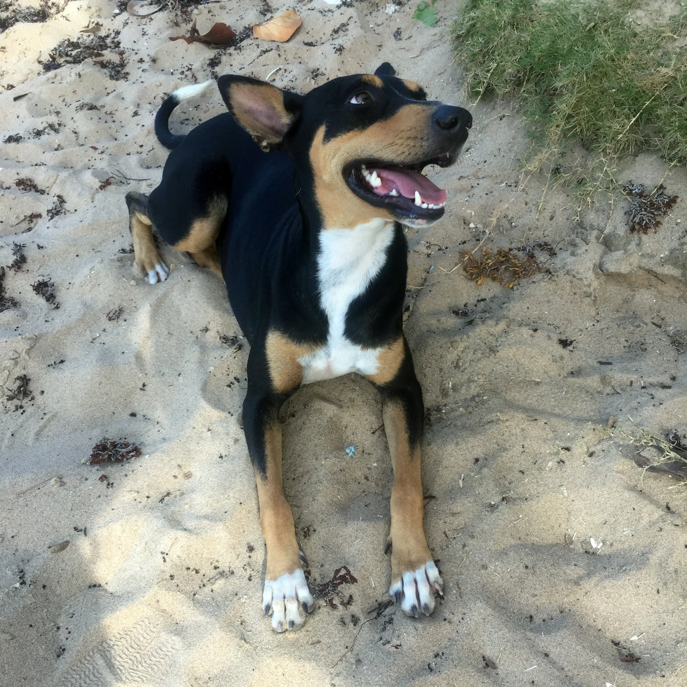 …and this guy hanging out at Bathsheba beach would be my kind of dog.