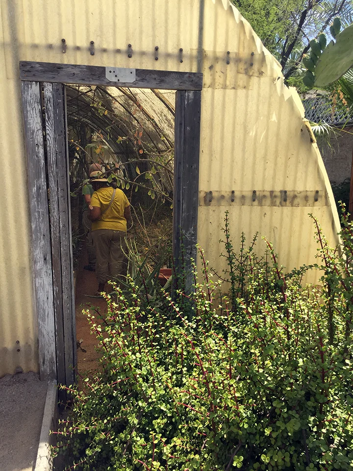 Watching people watching plants. This plant in the foreground is called Elephant Bush. I have one that is one tenth the size in a little pot at home. 