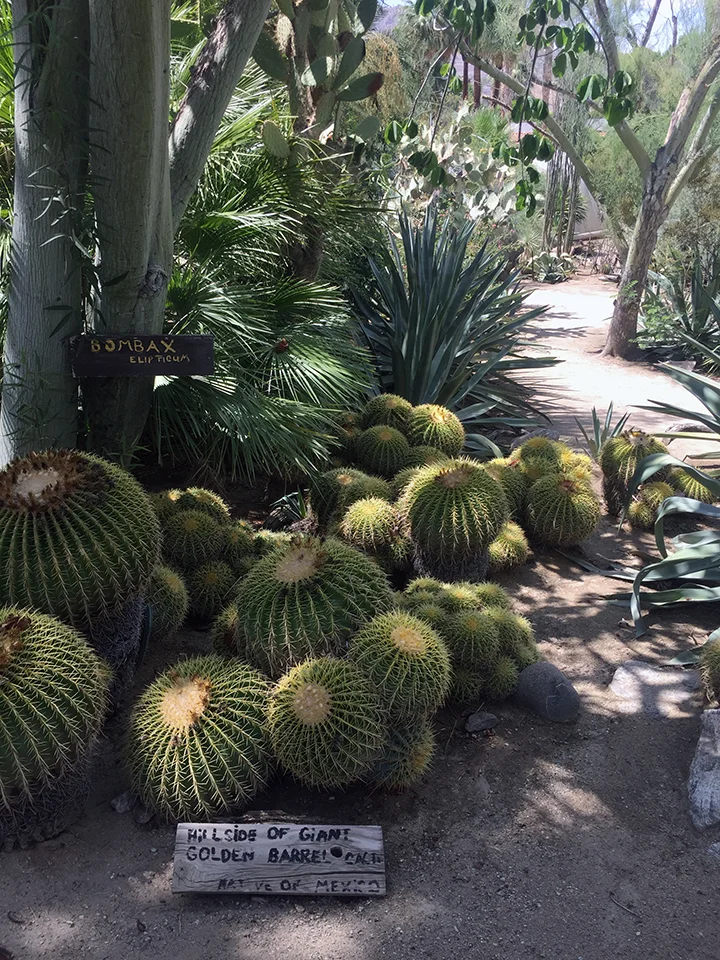 A desert jungle.