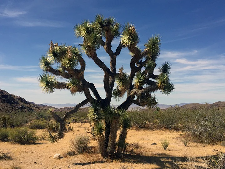 Here is my Joshua Tree that I found out of the thousands dotting the landscape. It’s like finding your pumpkin in a pumpkin patch.
