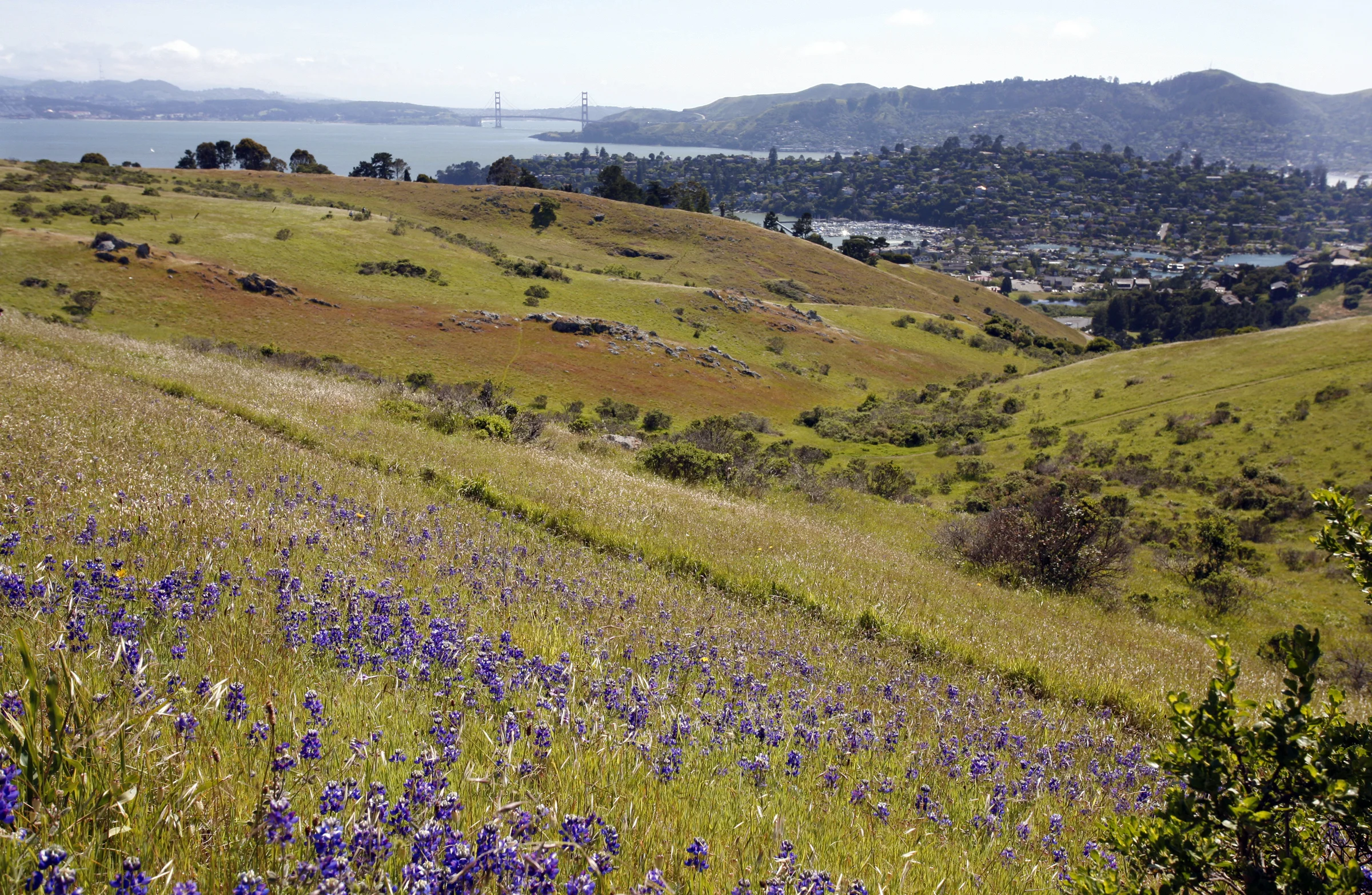 From open space across Martha Property.jpg