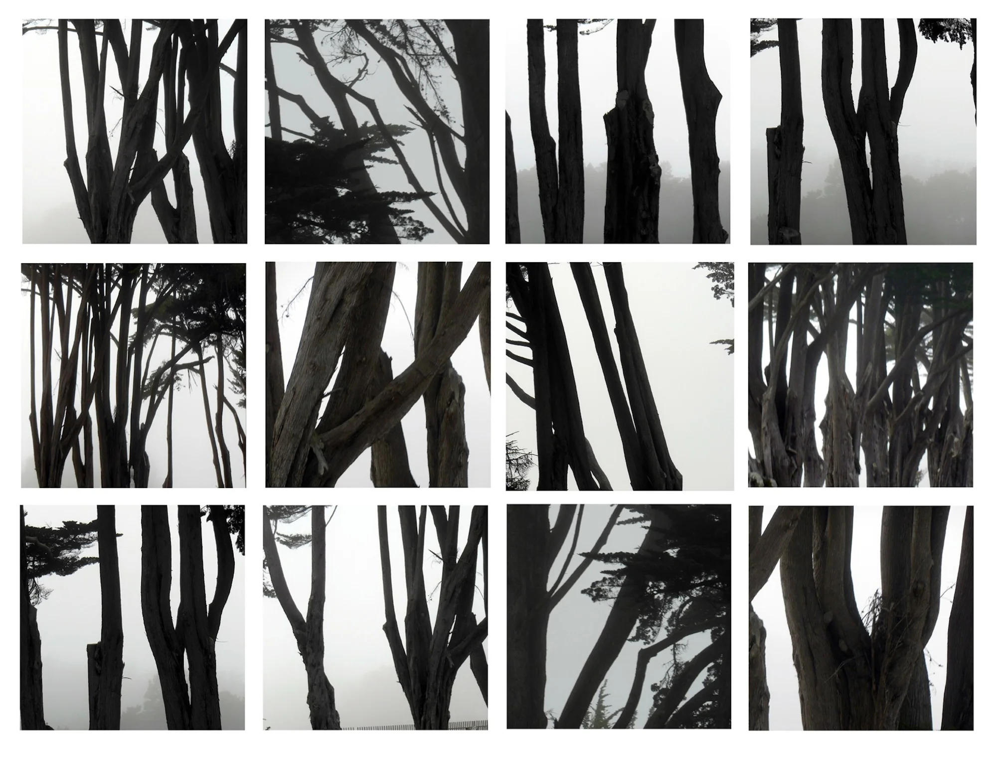 From Coastal Trees Series