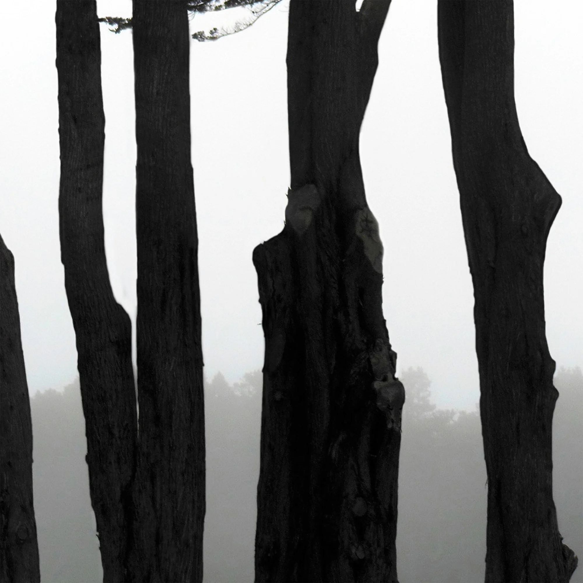 Coastal Trees 6