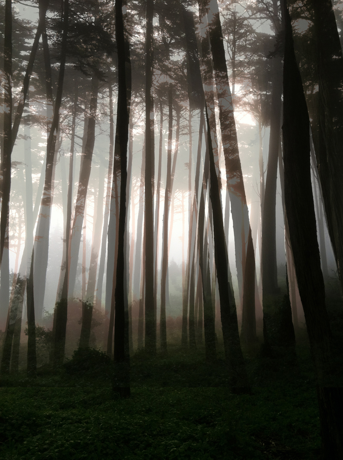 Presidio Fog 1