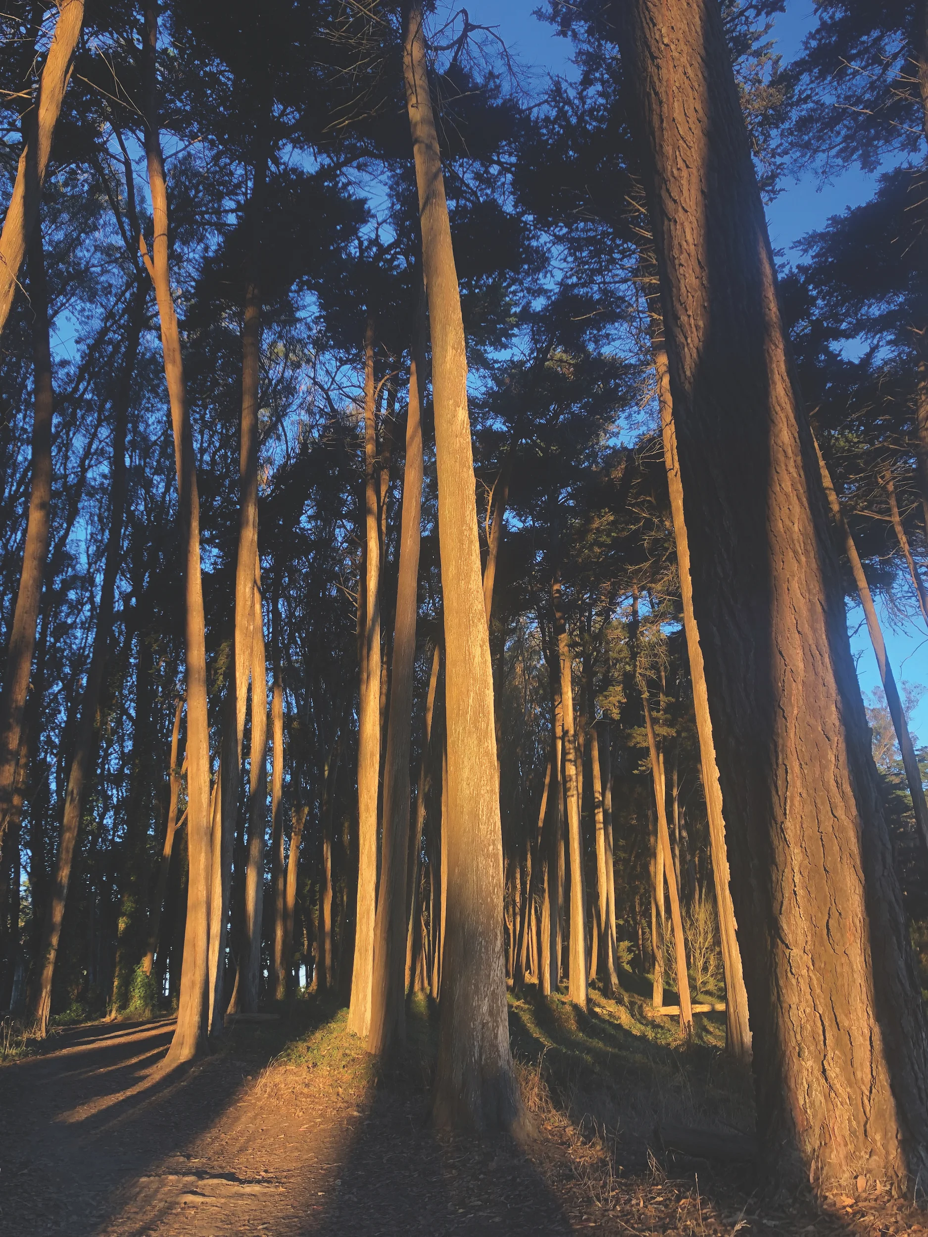 Presidio Sun Streams 2