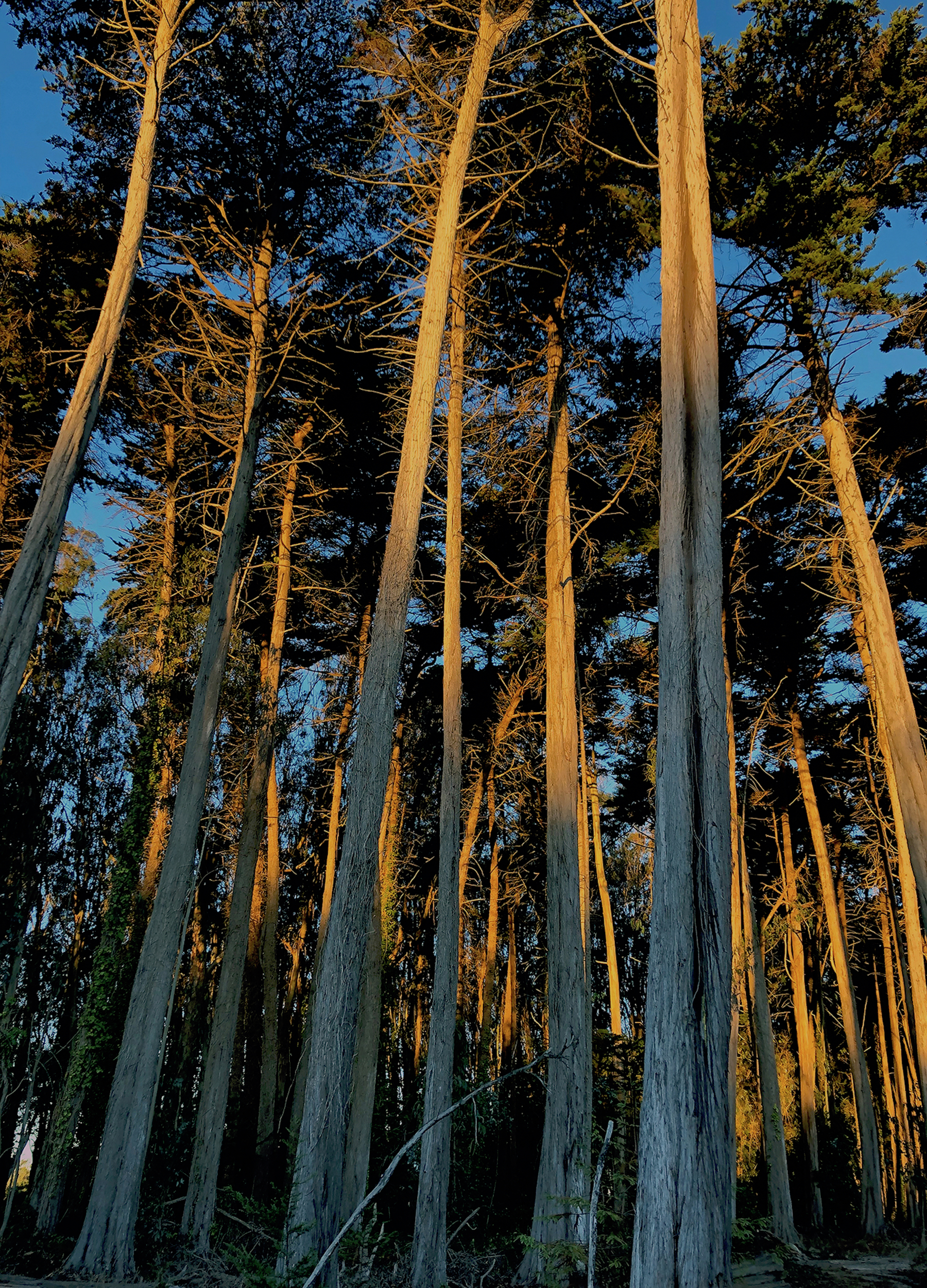 Presidio Sun Streams 1 copy.jpg