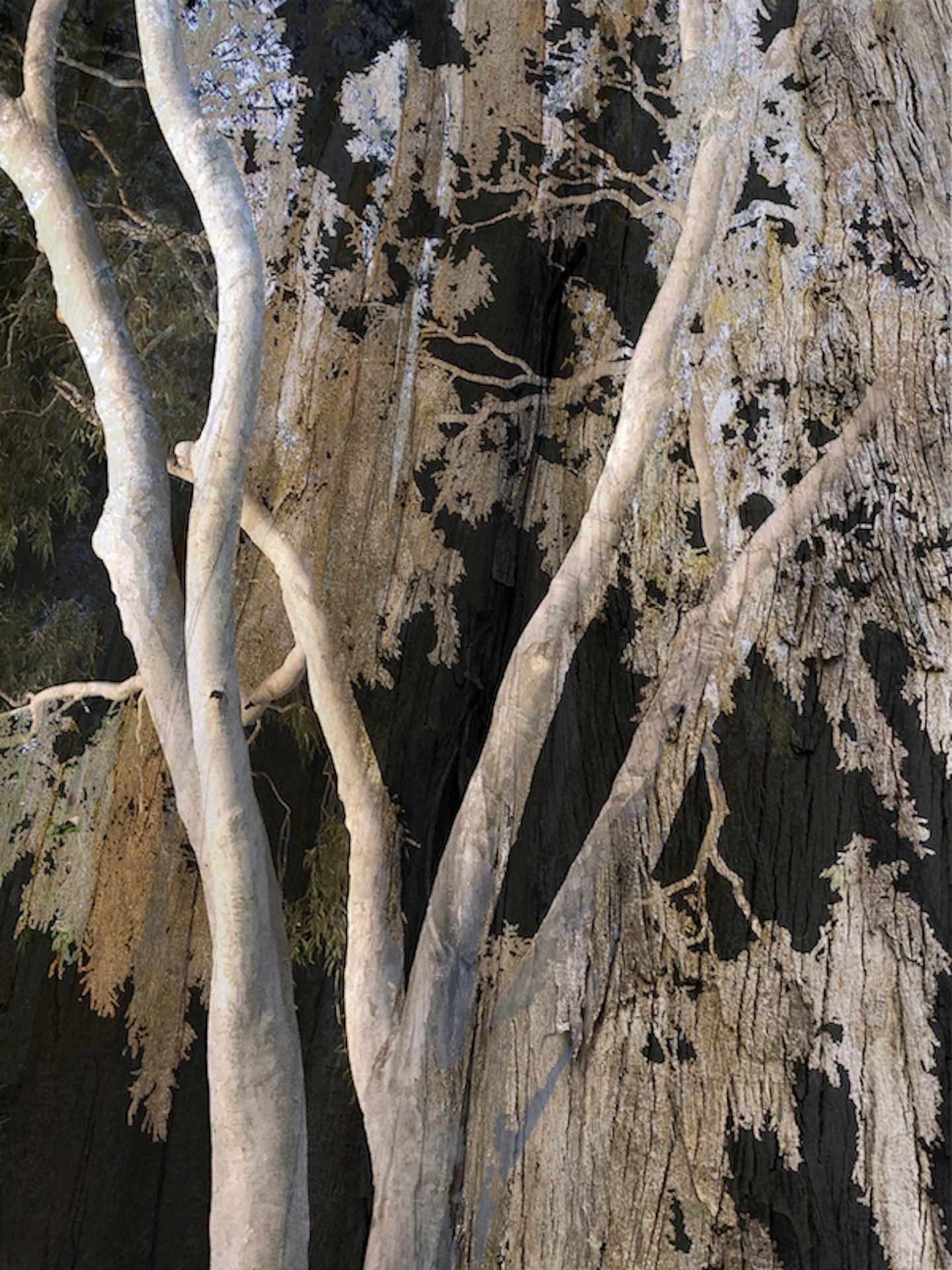 Ghost Trees Combo with Cypress Bark